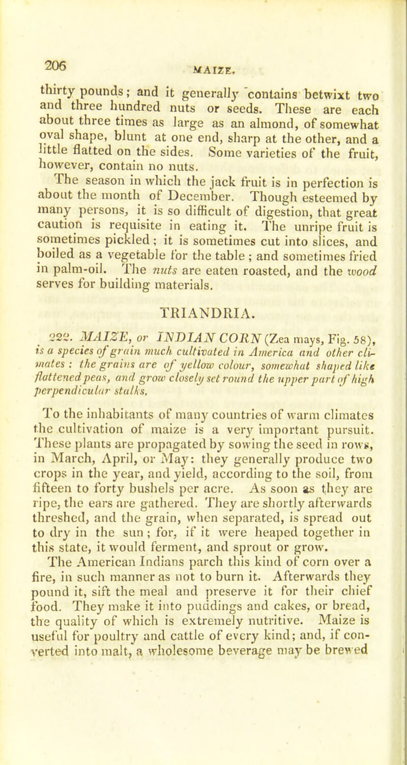 MAIZE. thirty pounds; and it generally contains betwixt two and three hundred nuts or seeds. These are each about three times as large as an almond, of somewhat oval shape, blunt at one end, sharp at the other, and a little flatted on the sides. Some varieties of the fruit, however, contain no nuts. The season in which the jack fruit is in perfection is about the month of December. Though esteemed by many persons, it is so difficult of digestion, that great caution is requisite in eating it. The unripe fruit is sometimes pickled ; it is sometimes cut into slices, and boiled as a vegetable for the table ; and sometimes fried in palm-oil. The nuts are eaten roasted, and the tvood serves for building materials. TR1ANDRIA. 222. MAIZE, or INDIAN CORN (Zea mays, Fig. 58), is a species of grain much cultivated in America and other cli- mates : the grains are of yellow colour, somewhat shaped like flattened peas, and grow closely set round the upper part of high perpendicular stalks. To the inhabitants of many countries of warm climates the cultivation of maize is a very important pursuit. These plants are propagated by sowing the seed in rows, in March, April, or May: they generally produce two crops in the year, and yield, according to the soil, from fifteen to forty bushels per acre. As soon as they are ripe, the ears are gathered. They are shortly afterwards threshed, and the grain, when separated, is spread out to dry in the sun; for, if it were heaped together in this state, it would ferment, and sprout or grow. The American Indians parch this kind of corn over a fire, in such manner as not to burn it. Afterwards they pound it, sift the meal and preserve it for their chief food. They make it into puddings and cakes, or bread, the quality of which is extremely nutritive. Maize is useful for poultry and cattle of every kind; and, if con- verted into malt,'a wholesome beverage maybe brewed