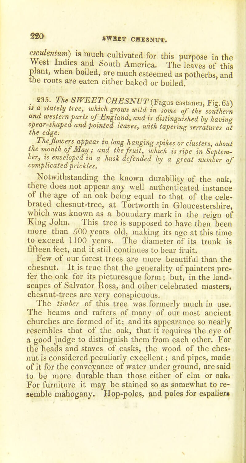 SWBIT CHBSNUr. esculentum) is much cultivated for this purpose in the West Indies and South America. The leaves of this plant, when boiled, are much esteemed as potherbs, and the roots are eaten either baked or boiled. . 235. The SWEET CHESNUT(Fagus castas, F\g.6i>) is a stately tree, which grows wild in some of the southern and western parts of England, and is distinguished by having spear-shaped and pointed leaves, with tapering serratures at the edge. The flowers appear in long hangirig spikes or clusters, about the month of May ; and the fruit, which is ripe in Septem- ber, is enveloped in a husk defended by a great number of complicated prickles. Notwithstanding the known durability of the oak, there does not appear any well authenticated instance of the age of an oak being equal to that of the cele- brated chesnut-tree, at Tortworth in Gloucestershire, which was known as a boundary mark in the reign of King John. This tree is supposed to have then been more than 500 years old, making its age at this time to exceed 1100 years. The diameter of its trunk is fifteen feet, and it still continues to bear fruit. Few of our forest trees are more beautiful than the chesnut. It is true that the generality of painters pre- fer the oak for its picturesque form ; but, in the land- scapes of Salvator Rosa, and other celebrated masters, chesnut-trees are very conspicuous. The timber of this tree was formerly much in use. The beams and rafters of many of our most ancient churches are formed of it; and its appearance so nearly resembles that of the oak, that it requires the eye of a good judge to distinguish them from each other. For the heads and staves of casks, the wood of the ches- nut is considered peculiarly excellent; and pipes, made of it for the conveyance of water under ground, are said to be more durable than those either of elm or oak. For furniture it may be stained so as somewhat to re- semble mahogany. Hop-poles, and poles for espaliers