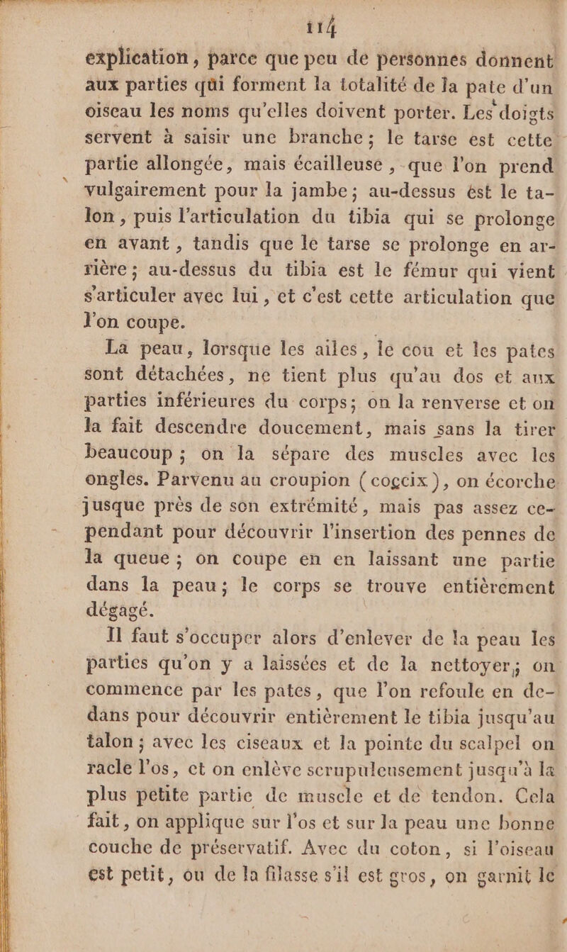 A hébure aie if lé à d'in ui nt fine bee: | i14 explication, parce que peu de personnes donnent aux parties qüi forment la Lotalité de Ja pate d’un oiseau les noms qu'elles doivent porter. Les doigts servent à saisir une branche; le tarse est cette partie allongée, mais écailleuse , que l’on prend vulgairement pour la jambe; au-dessus ést le ta- Jon , puis l'articulation du tibia qui se prolonge en avant, tandis que le tarse se prolonge en ar- rière ; au-dessus du tibia est le fémur qui vient s'articuler avec lui , et c'est cette articulation que l'on coupe. La peau, lorsque les ailes, le cou et les pates sont détachées, ne tient plus qu'au dos et aux parties inférieures du corps; on la renverse ct on la fait descendre doucement, mais sans la tirer beaucoup ; on la sépare des muscles avec les ongles. Parvenu au croupion ( cogcix ), on écorche jusque près de son extrémité, mais pas assez ce pendant pour découvrir l'insertion des pennes de la queue ; on coupe en en laissant une partie dans la peau; le corps se trouve entièrement dégagé. | Il faut s'occuper alors d’enlever de la peau les parties qu'on y a laissées et de la nettoyer; on commence par les pates, que l’on refoule en de-! dans pour découvrir entièrement le tibia jusqu'au talon ; avec les ciseaux et la pointe du scalpel on racle l'os, ct on enlève scrupuleusement jusqu’à la plus petite partie de muscle et de tendon. Cela fait, on applique sur l'os et sur la peau une bonne couche de préservatif. Avec du coton, si l'oiseau est petit, ou de la filasse s'il est gros, on garnit le