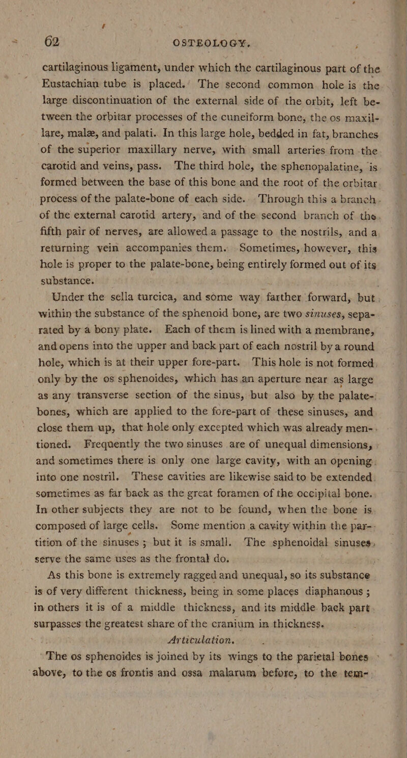 cartilaginous ligament, under which the cartilaginous part of the Eustachian tube is placed.) The second common. hole is the large discontinuation of the external side of the orbit, left be- tween the orbitar processes of the cuneiform bone, the os maxil- lare, male, and palati. In this large hole, bedded in fat, branches of the superior maxillary nerve, with small arteries from -the carotid and veins, pass. The third hole, the sphenopalatine, is formed between the base of this bone and the root of the orbitar process of the palate-bone of each side. Through this a branch - of the external carotid artery, and of the second branch of the fifth pair of nerves, are allowed a passage to the nostrils, anda returning yein accompanies them. Sometimes, however, this hole is proper to the palate-bone, being entirely formed out of its substance. Under the sella turcica, and some way farther forward, but. within the substance of the sphenoid bone, are two sinuses, sepa- rated by a bony plate. Each of them is lined with a membrane, and opens into the upper and back part of each nostril by a round hole, which is at their upper fore-part. This hole is not formed, only by the os sphenoides, which has an aperture near as large as any transverse section of the sinus, but also by, the palate-. bones, which are applied to the fore-part of these sinuses, and close them up, that hole only excepted which was already men-. and sometimes there is only one large cavity, with an opening. into one nostril. These cavities are likewise said to be extended. sometimes as far back as the great foramen of the occipital bone. In other subjects they are not to be found, when the bone is composed of large cells. Some mention a cavity within the par-. tition of the sinuses ; but it is small. The sphenoidal sinuses. serve the same uses as the frontal do. As this bone is extremely ragged and unequal, so its substance is of very different thickness, being in some places diaphanous ; in others it is of a middle thickness, and its middle. back part surpasses the greatest share of the cranium in thickness. Articulation. -'The os sphenoides is joined by its wings to the parietal bones ‘above, to the os frontis and ossa malarum before, to the tem-.