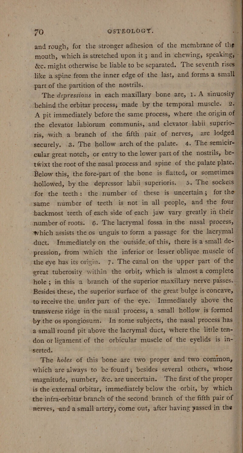 and rough, for the stronger adhesion of the membrane of the mouth, which is stretched upon it ; and in chewing, speaking, part of the partition of the nostrils. The depressions in each maxillary bone are, 1. A sinuosity A pit immediately before the same process, where the origin of ris, with a branch of the fifth pair of nerves, are lodged cular great notch, or entry to the lower part of the nostrils, be- tWixt the root of the nasal process and spine of the palate plate. Below this, the fore-part of the bone is flatted, or sometimes hollowed, by the depressor labii superioris. 5. The sockeis for the teeth: the number of these is uncertain; for the “same number of teeth is not in all people, and the four backmost teeth of each side of each jaw vary greatly in their ‘which assists the os unguis to form a passage for the lacrymal duct. Immediately on the outside_of this, there is a small de- the eye has its origin. 7. The canal on the upper part of the Besides these, the superior surface of the great bulge is‘concave, transverse ridge in the nasal process, a small hollow is formed by the os spongiosum. In some subjects, the nasal process ‘has a small round pit above the lacrymal duct, where the little ten- ‘serted. which are always to be found; besides several others, whose magnitude, number, &amp;c. are uncertain. The first of the proper is the external orbitar, immediately below the orbit, by which nerves, ~anda small artery, come out, after having passed in the }