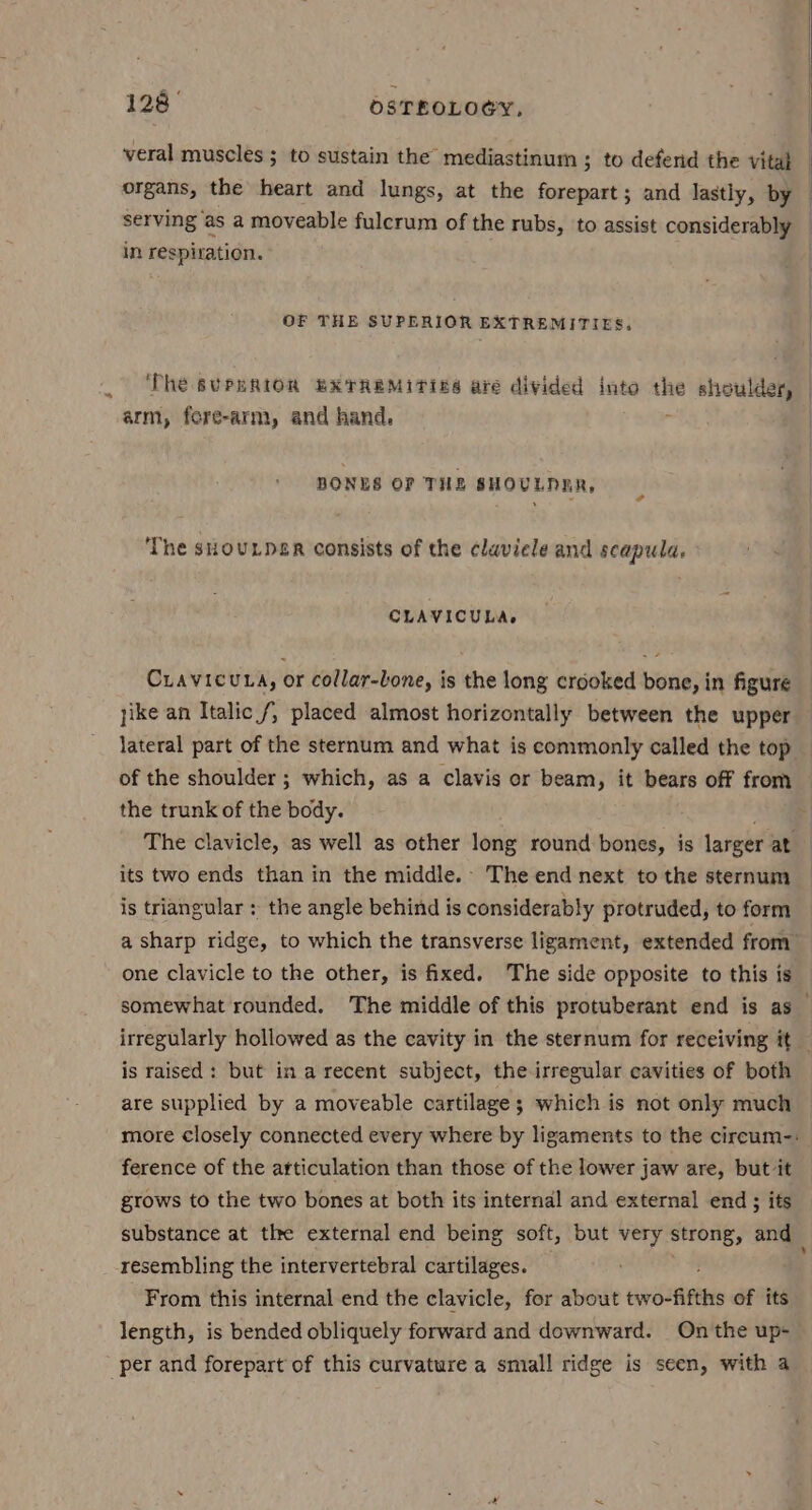veral muscles ; to sustain the mediastinum ; to defend the vital organs, the heart and lungs, at the forepart; and lastly, by serving as a moveable fulcrum of the rubs, to assist considerably in respiration. OF THE SUPERIOR EXTREMITIES. The BUPERIOR EXTREMITIES are divided into - shoulded arm, fere-arm, and hand. BONES OF THE SHOULDER, The skOULDER consists of the claviele and scapula. CLAVICULA, Cuavicuta, or collar-lone, is the long crooked bone, in figure jike an Italic f/, placed almost horizontally between the upper lateral part of the sternum and what is commonly called the top of the shoulder ; which, as a clavis or beam, it bears off from the trunk of the body. The clavicle, as well as other long round bones, is larger at its two ends than in the middle. The end next to the sternum is triangular: the angle behind is considerably protruded, to form one clavicle to the other, is fixed. The side opposite to this is is raised: but in a recent subject, the irregular cavities of both are supplied by a moveable cartilage; which is not only much ference of the articulation than those of the lower jaw are, but it grows to the two bones at both its internal and external end ; its resembling the intervertebral cartilages. From this internal end the clavicle, for about two-fifths of its length, is bended obliquely forward and downward. On the up- per and forepart of this curvature a small ridge is seen, with a