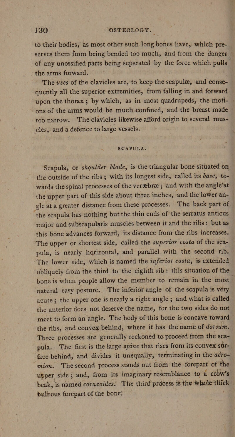 to their bodies, as most other such long bones have, which pre- serves them from being bended too much, and from the danger of any unossified parts being separated by the force which pulls | - the arms forward. The uses of the clavicles are, to keep the scapule, and conse- quently all the superior extremities, from falling in and forward upon the thorax ; by which, as in most quadrupeds, the moti- - ons of the arms would be much confined, and the breast made too narrow. Theclavicles likewise afford origin to several mus- cles, and a defence to large vessels. ~ SCAPULA. Scapula, or shoulder blade, is the triangular bone situated on. the outside of the ribs ; with its longest side, called its base, to- wards the spinal processes of the vertebre ; and with the angle’ ‘at the upper part of this side about three inches, ‘and the lower an- gle at a greater distance from these processes. ‘The back part of “the scapula has nothing but the thin ends of the serratus anticus major and subscapularis muscles between it and the ribs: but as this bone advances forward, its distance from the ribs increases. The upper or shortest side, called the superior costa of the sca- pula, is nearly horizontal, and parallel with the second rib. The lower side, which is named the inferior costa, is extended obliquely from the third to the eighth rib: this situation of the bone is when people allow the member to remain in the most | natural easy posture. The inferior angle of the scapula is very acute; the upper one is nearly a right angle ; and what is called the anterior does not deserve the name, for the two sides do not meet to form an angle. The body of this bone is concave toward the ribs, and convex behind, where it has the name of dorsum. Three processes are generally reckoned to proceed from the sca- pula. The first is the large spine that rises from its convex sur- face behind, and divides it unequally, terminating in the acro- mion. Thesecond process stands out from the pipiens of the upper, side; and, from its imaginary resemblance to a crow’s beak, is named coracoides. The third prdtess is the whole thick bulbous forepart of the bone! —