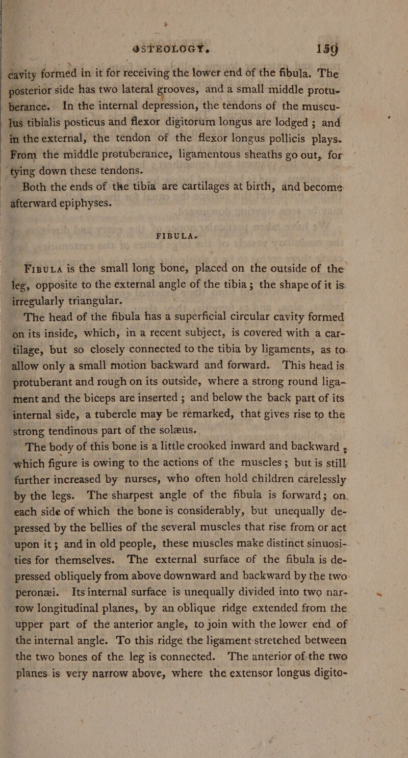 ¥ @STEOLOGY. 159 davity fodined in it for receiving the lower end of the fibula. The posterior side has two lateral grooves, and a small middle protu- berance. In the internal depression, the tendons of the muscu- lus tibialis posticus and flexor digitorum longus are lodged ; and in the external, the tendon of the flexor longus pollicis plays. From the middle protuberance, ligamentous sheaths go out, for Both the ends of the tibia are cartilages at birth, and become: FIBULA&gt; Fisuta is the small long bone, placed on the outside of the leg, opposite to the external angle of the tibia; the shape of it is. irregularly triangular. The head of the fibula has a superficial circular cavity formed on its inside, which, in a recent subject, is covered with a car- tilage, but so closely connected to the tibia by ligaments, as to. allow only a small motion backward and forward. This head is protuberant and rough on its outside, where a strong round liga-. ment and the biceps are inserted ; and below the back part of its The body of this bone is a little crooked inward and backward : which figure is owing to the actions of the muscles 5 but is still further increased by nurses, who often hold children carelessly by the legs. The sharpest angle of the fibula is forward; on. each side of which the bone is considerably, but unequally de- pressed by the bellies of the several muscles that rise from or act upon it; and in old people, these muscles make distinct sinuosi-- ties for themselves. The external surface of the fibula is de- pressed obliquely from above downward and backward by the two- peronei. Itsinternal surface is unequally divided into two nar- row longitudinal planes, by an oblique ridge extended from the upper part of the anterior angle, to join with the lower end of the internal angle. To this.ridge the ligament-stretehed between the two bones of the. leg is connected. The anterior of the two planes. is very narrow above, where the extensor longus. digito-