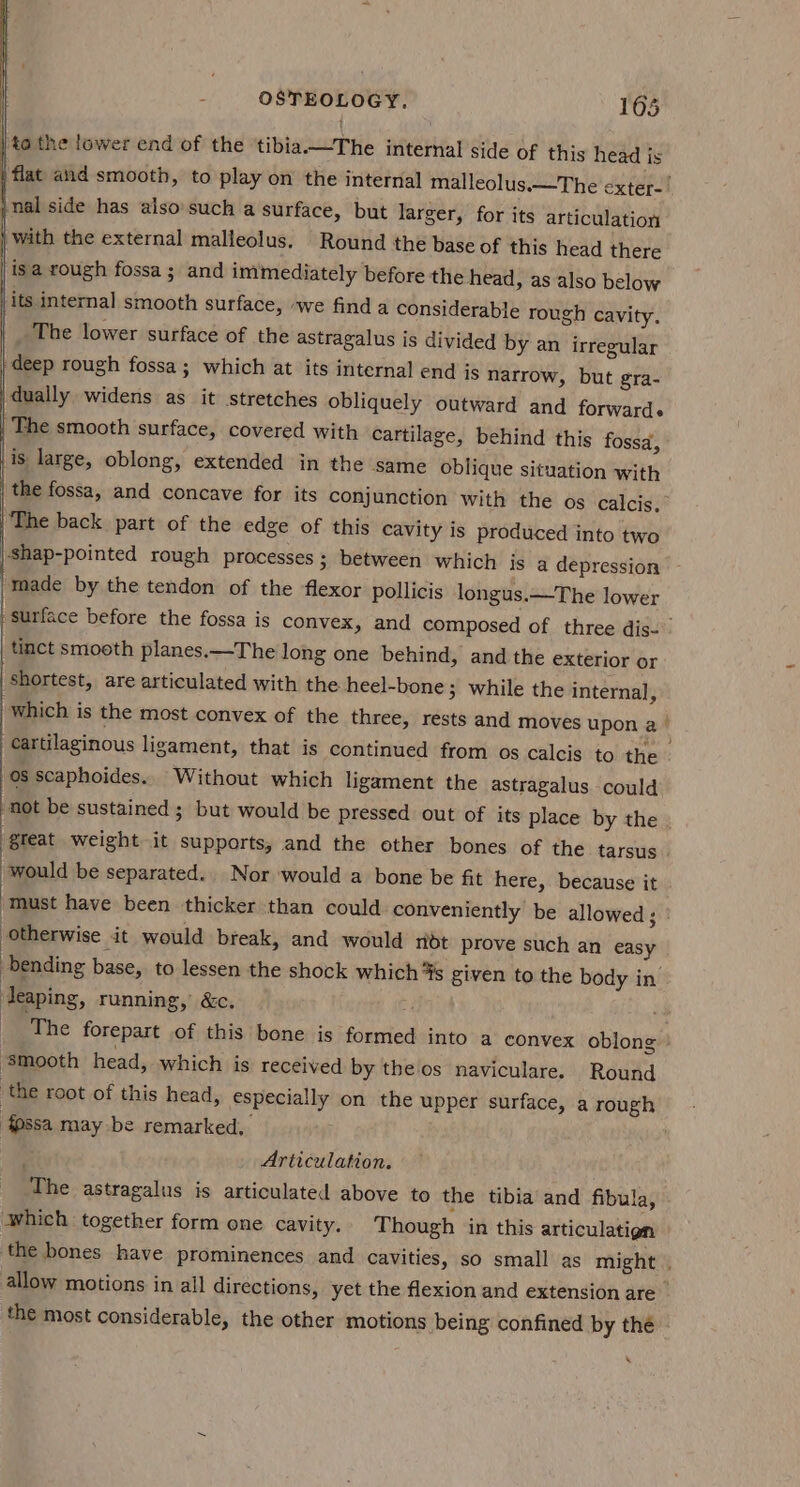 | to the lower end of the tibia—The internal side of this head is | flat and smooth, to play on the internal malleolus.—The exter- }nal side has also’such a surface » but larger, for its articulation with the external malleolus. Round the base of this head there isa rough fossa; and immediately before the head, as also below | its internal smooth surface, -we find a considerable rough cavity. | The lower surface of the astragalus is divided by an irregular ; deep rough fossa; which at its internal end js narrow, but gra- dually widens as it stretches obliquely outward and forwards The smooth surface, covered with cartilage, behind this fossa, is large, oblong, extended in the same oblique situation with | the fossa, and concave for its conjunction with the os calcis, The back part of the edge of this cavity is produced into two -shap-pointed rough processes ; between which is a depression made by the tendon of the flexor pollicis longus.—The lower surface before the fossa is convex, and composed of three dis- | ‘tinct smooth planes.—The long one behind, and the exterior or | shortest, are articulated with the heel-bone 3 while the internal, which is the most convex of the three, rests and moves upon a cartilaginous ligament, that is continued from os calcis to the - 08 scaphoides.. Without which ligament the astragalus could ‘not be sustained ; but would be pressed out of its place by the . | gteat weight it supports, and the other bones of the tarsus would be separated. Nor would a bone be fit here, because it must have been thicker than could conveniently be allowed ; otherwise at would break, and would ridt prove such an easy bending base, to lessen the shock which %s given to the body in. Jeaping, running, &amp;c. The forepart of this bone is formed into a convex oblong ‘smooth head, which is received by the os naviculare. Round the root of this head, especially on the upper surface, a rough | fpssa may be remarked, Articulation. The astragalus is articulated above to the tibia and fibula, which together form one cavity. Though in this articulatign ‘the bones have prominences and cavities, so small as might | allow motions in all directions, yet the flexion and extension are _ ‘the most considerable, the other motions being confined by the .