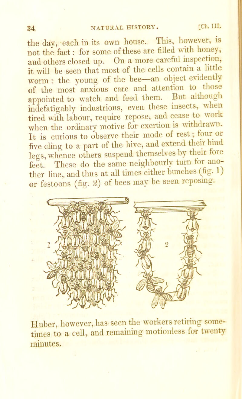 the day, each in its own house. This, however, is not the fact: for some of these are filled with honey, and others closed up. On a more careful inspection, it will be seen that most of the cells contain a little worm : the young of the bee—an object evidently of the most anxious care and attention to those appointed to watch and feed them. But although indefatigably industrious, even these insects, when tired with labour, require repose, and cease to work when the ordinary motive for exertion is withdrawn. It is curious to observe their mode of rest; four or five cling to a part of the hive, and extend their kmc legs, whence others suspend themselves by their lore feet. These do the same neighbourly turn for ano- ther line, and thus at all times either bunches (fig. 1) or festoons (fig. 2) of bees may be seen reposing. Huber, however, has seen the workers retiring some- times to a cell, and remaining motionless for twenty minutes.