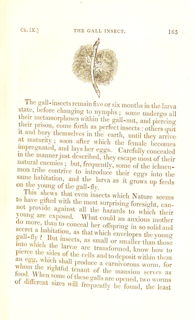 The gall-insects remain five or six months in the larva state, before changing to nymphs ; some undergo all their metamorphoses within the gall-nut, and piercing then: prison, come forth as perfect insects : others quit it and bury themselves m the earth, until they arrive iiniir * Un* a’ S0<!n, a^('r 'v’hich the female becomes mpregnated, and lays her eggs. Carefully concealed LtTanne!‘JUStideSC/lbec1’ they escaP* most of their mon?l bUt’ fFC(luently> some of the ichneu- mon tribe contrive to introduce their eggs into the same habitation, and the larva as it grows up feeds on the young of the gall-fly. b 1 to W itWlS tJT <VCn inS6CtS Which Nature seems to have gifted with the most surprising foresight can- not provide against all the hazards to wldch their domorrethaimSed' COuld an a™ous mother secret a I, l i i C°nCe? C\ ?ffsP™g in so solid and o-all-fly f ‘ Rni •°n’ aS t iat whieli envelopes the young into Zl t TCtS’ 38 Sma11 °r smafler than those Pierce he J ? T.f ar<T, transformed, know how to an egg, which diall ^ ° f ® and to flcP°sit within them whom the rightful£ Jlce a carnivorous worm, for food Wlien cnant of the mansion serves as of different «imC ° .?e.se &ads are opened, two worms zcs W1 frequently be found, the least