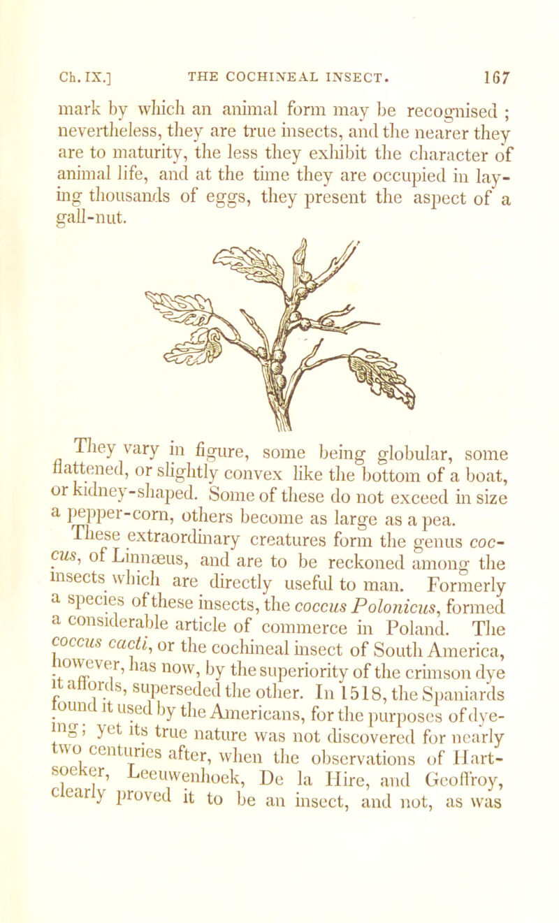 mark by which an animal form may be recognised ; nevertheless, they are true insects, and the nearer they are to maturity, the less they exhibit the character of animal life, and at the time they are occupied in lay- ing thousands of eggs, they present the aspect of a gall-nut. They vary in figure, some being globular, some flattened, or slightly convex like the bottom of a boat, or kidney-shaped. Some of these do not exceed in size a pepper-corn, others become as large as a pea. These extraordinary creatures form the genus coc- cus, of Linnaeus, and are to be reckoned among the insects which are directly useful to man. Formerly a species of these insects, the coccus Polonicus, formed a considerable article of commerce in Poland. The coccus cacti, or the cochineal bisect of South America, iowe\ er, has now, by the superiority of the crimson dye ia ore s, superseded the other. In 1518, the Spaniards ouiK it used by the Americans, for the purposes of dye- !n°’ yet true nature was not discovered for nearly wo centuries after, when the observations of Hart- soc er, Leeuwenhoek, De la Hire, and Geoflroy, c ear y proved it to be an insect, and not, as was