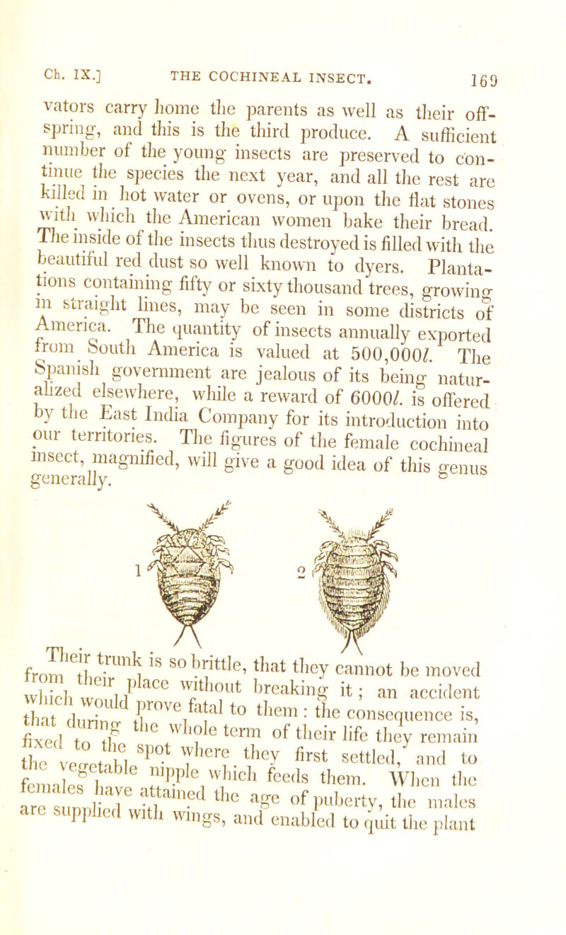 vators carry home the parents as well as their off- spring, and this is the third produce. A sufficient number of the young insects are preserved to con- tinue the species the next year, and all the rest are killed m hot water or ovens, or upon the flat stones with which the American women bake their bread. The inside of the insects thus destroyed is filled with the beautiful red dust so well known to dyers. Planta- tions containing fifty or sixty thousand trees, growing m straight lines, may be seen in some districts of America. The quantity of insects annually exported from oouth America is valued at 500,000/. The Spanish government are jealous of its being natur- ahzed elsewhere, while a reward of 6000/. is offered by the East India Company for its introduction into our territories. The figures of the female cochineal insect, magnified, will give a good idea of this genus generally. fc from,eo1trunliis sobrittIe’ that they cannot be moved which wn ri iP aCG T10Ut breakinS ^ ; an accident that durin1 i?rovebljai to them : the consequence is, fixed to the;vb?leterm of their life they remain the veJu Sp0t Yiere tbe>r first settled, and to getable nipple which feeds them. When the aretllT of puberty, I I are supplied with wings, and enabled to quit llie plant