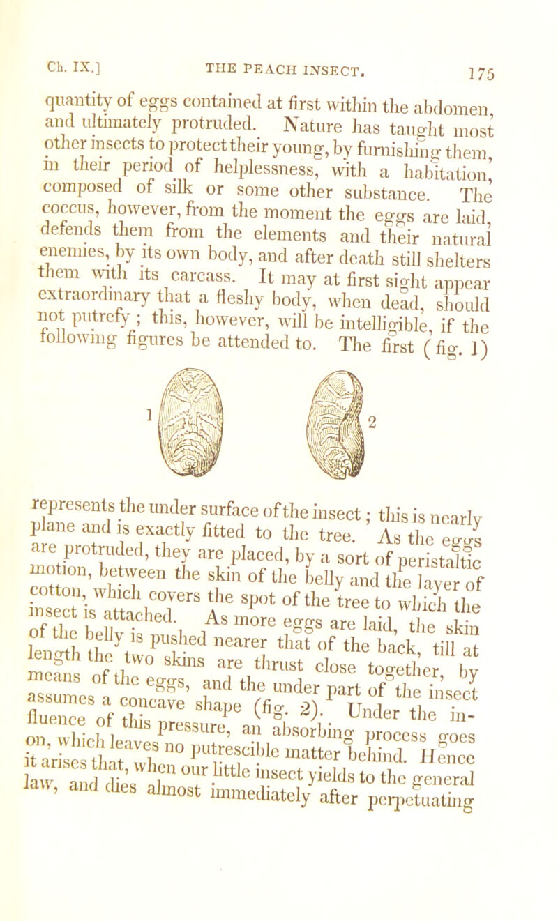 quantity of eggs contained at first within the abdomen and ultimately protruded. Nature lias taught most other insects to protecttheir young, by furnishing them m their period of helplessness, with a habitation,’ composed of silk or some other substance The coccus, however, from the moment the eggs are laid defends them from the elements and their natural enemies, by its own body, and after death still shelters them with its carcass. It may at first sight appear extraordinary that a fleshy body, when dead, should not putrefy ; this, however, will be intelligible, if the following figures be attended to. The first (fio- ]) represents the under surface of the insect; tliis is nearly plane and is exactly fitted to the tree. As the ego-s are protruded, they are placed, by a sort of peristaltic motion, between the skin of the belly and the layer of , ° eel’ is'atochpT” SP°‘ °f tl,e tr“ t0 *eh the of the bellv is i i‘ more are laid, the skin [ JfIJy ls lushed nearer that of the back till at length the two skins are thrnst close to “tiler bv means of the eggs, and the under uart ofthe insert assumes a concave shane ffio- oi tt i . s.ect onRwr M UliS pre8Sure’ an absorbing process^goes it arfse^irwh “° -a«er beinnch H^nce law and dies aim T 6 '!'Sect >ri(:1(ls to the general ’ nd dlCS almost ^mediately after perpetuating