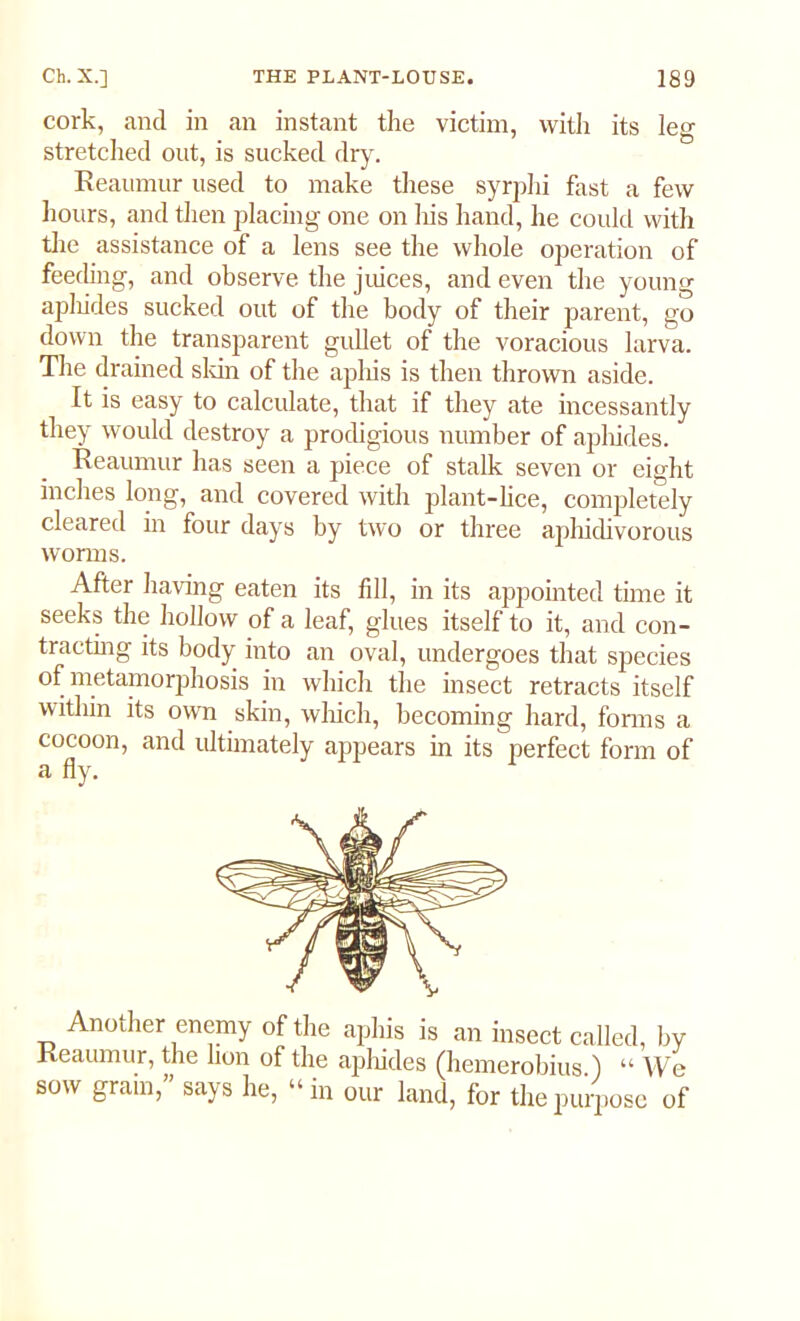 cork, and in an instant the victim, with its leg stretched out, is sucked dry. Reaumur used to make these syrphi fast a few hours, and then placing one on liis hand, he could with the assistance of a lens see the whole operation of feeding, and observe the juices, and even the young apliides sucked out of the body of their parent, go down the transparent gullet of the voracious larva. The drained skin of the aphis is then thrown aside. It is easy to calculate, that if they ate incessantly they would destroy a prodigious number of aphides. Reaumur has seen a piece of stalk seven or eight inches long, and covered with plant-lice, completely cleared in four days by two or three aphidivorous worms. After having eaten its fill, in its appointed time it seeks the hollow of a leaf, glues itself to it, and con- tracting its body into an oval, undergoes that species of metamorphosis in which the insect retracts itself within its own skin, which, becoming hard, forms a cocoon, and ultimately appears in its perfect form of a fly. Another enemy of the aphis is an insect called, by Reaumur, the lion of the apliides (hemerobius ) “ We sow gram,” says he, “in our land, for the purpose of