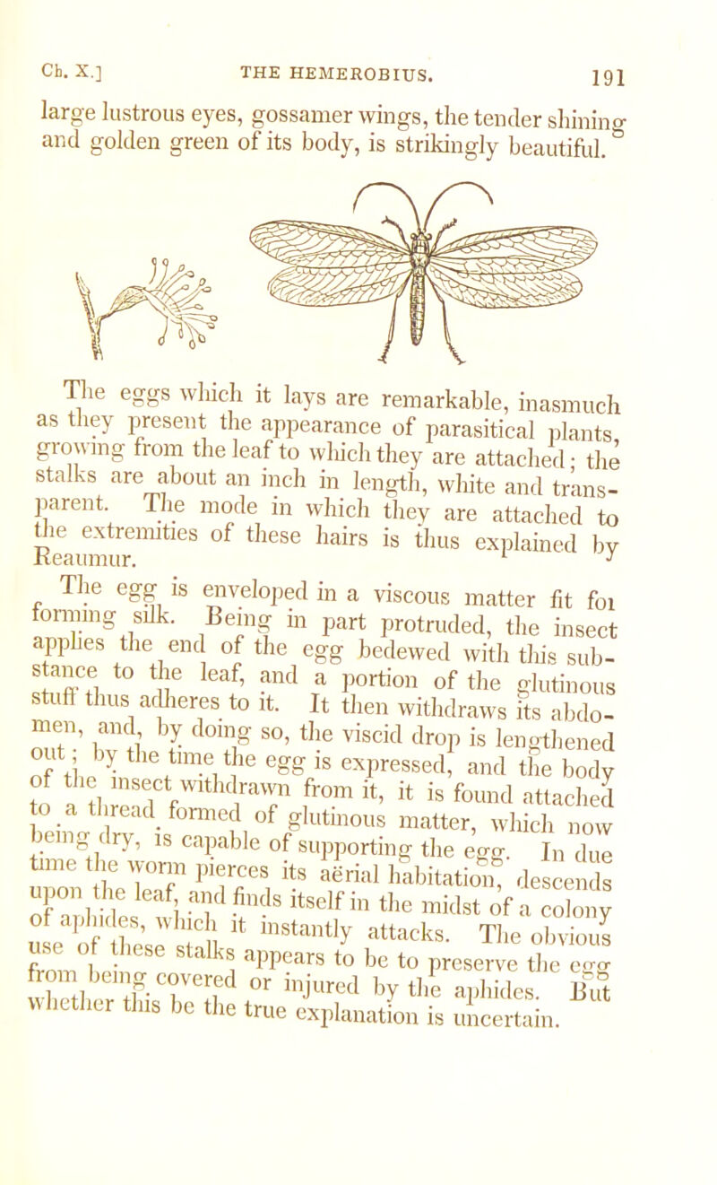 large lustrous eyes, gossamer wings, the tender shining and golden green of its body, is strikingly beautiful.& The eggs winch it lays are remarkable, inasmuch as they present the appearance of parasitical plants growing from the leaf to which they are attached; the stalks are about an inch in length, white and trans- parent. The mode in which they are attached to ReCamnurmitleS °f ^ is tllus explained by The egg is enveloped in a viscous matter fit foi forming silk. Being in part protruded, the insect applies the end of the egg bedewed with this sub- 2“ t0 t |e leaf’ and a Portion of the glutinous stuff thus adheres to it. It then withdraws its abdo- “e,n’ hJ- d01S' so> the viscid drop is lengthened out by the time the egg is expressed, and the body of the insect withdrawn from it, it is found attached o a thread formed of glutinous matter, which now le ng dry, is capable of supporting the egg. In due time the worm pierces its aerial habitation, descends upon the leaf and finds itself in the midst of a colony ule of these'sift11 111Stantly atta<*s. The obvious from 1 p! ldkj aPPears to be to preserve the egg from being covered or injured by the aphides. But w let ier this be the true explanation is uncertain.