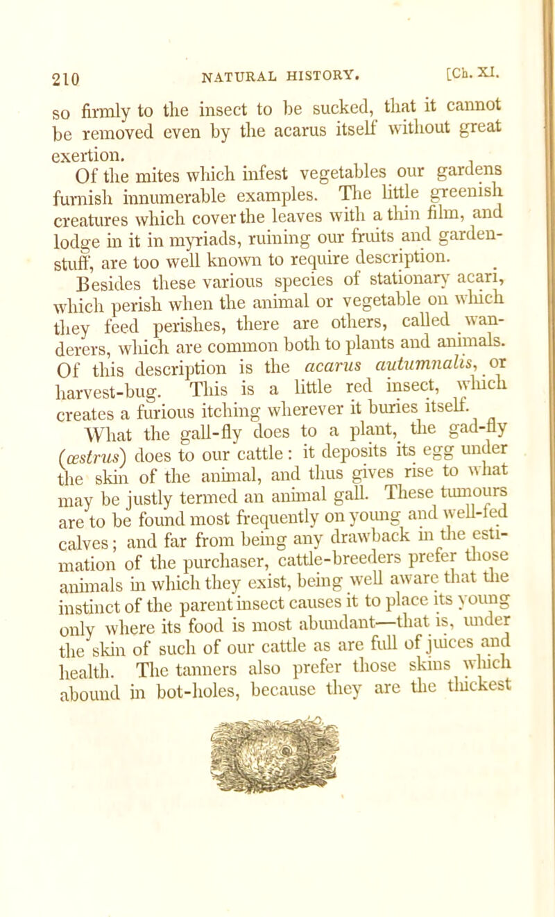 so firmly to the insect to be sucked, that it cannot be removed even by the acarus itself without great exertion. Of the mites which infest vegetables our gardens furnish innumerable examples. The little greenish creatures which cover the leaves with a thin film, and lodge in it in myriads, ruining our fruits and garden- stuff, are too well known to require description. Besides these various species of stationary acari, which perish when the animal or vegetable on which they feed perishes, there are others, called wan- derers, which are common both to plants and animals. Of this description is the acarus autumnalis, or harvest-bug. This is a little red insect, which creates a furious itching wherever it buries itself. What the gall-fly does to a plant,, the gad-fly (cestrus) does to our cattle: it deposits its egg under the skin of the animal, and thus gives rise to what may be justly termed an animal gall. These tumours are to be found most frequently on young and well-fed calves; and far from being any drawback in the esti- mation of the purchaser, cattle-breeders prefer those animals hi which they exist, being well aware that the instinct of the parent bisect causes it to place its young only where its food is most abundant—that is, under the skin of such of our cattle as are full of juices and health. The tanners also prefer those skins winch abound hi bot-holes, because they are the tliickest