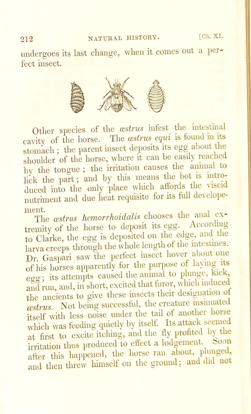 undergoes its last change, when it conies out a per- fect insect. Other species of the oestrus infest the intestinal cavity of the horse. The oestrus equi is found hi its stomach ; the parent insect deposits its egg about the shoulder of the horse, where it can he easily reached by the tongue ; the irritation causes the annua, to lick the part; and by this means the hot is intro- duced into the only place which affords the viscid nutriment and due heat requisite for its hill develope- merit. The oestrus hemorrhoidalis chooses the anal ex- tremity of the horse to deposit its egg. According to Clarke, the egg is deposited on the edge, and the larva creeps through the whole length ot the intestines. Dr Gaspari saw the perfect insect hover about one of his horses apparently for the purpose of laying its eo-o- • its attempts caused the animal to plunge, kick, and run, and, in short, excited that furor, winch induced the ancients to give these insects their designation o oestrus. Not being successful, the creature insinuated itself with less noise under the tail ot another horse which was feeding quietly by itself. Its attack seemed at first to excite itching, and the fly profited bj the irritation thus produced to effect a lodgement Soon after this happened, the horse ran about plunged and then threw himself on the ground; and did not