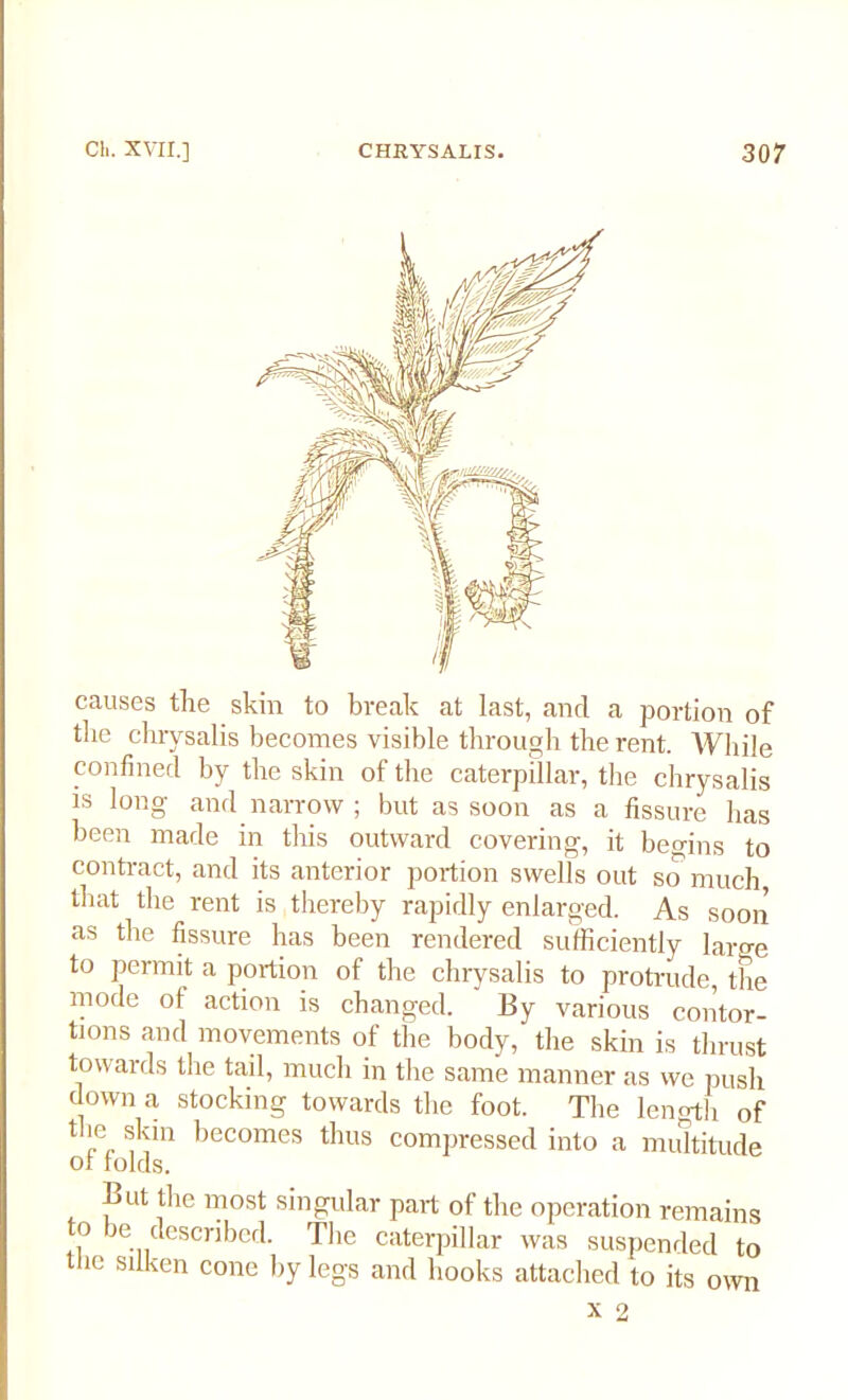 causes the skin to break at last, and a portion of the chrysalis becomes visible through the rent. AAhile confined by the skin of the caterpillar, the chrysalis is long and narrow ; but as soon as a fissure has been made in this outward covering, it beo-ins to contract, and its anterior portion swells out so much that the rent is thereby rapidly enlarged. As soon as the fissure has been rendered sufficiently large to permit a portion of the chrysalis to protrude, the mode of action is changed. By various contor- tions and movements of the body, the skin is thrust towards the tail, much in the same manner as we push down a stocking towards the foot. The length of tbe skin becomes thus compressed into a multitude ot tolds. But the most singular part of the operation remains o re described. The caterpillar was suspended to the Sliken cone hy legs and hooks attached to its own x 2