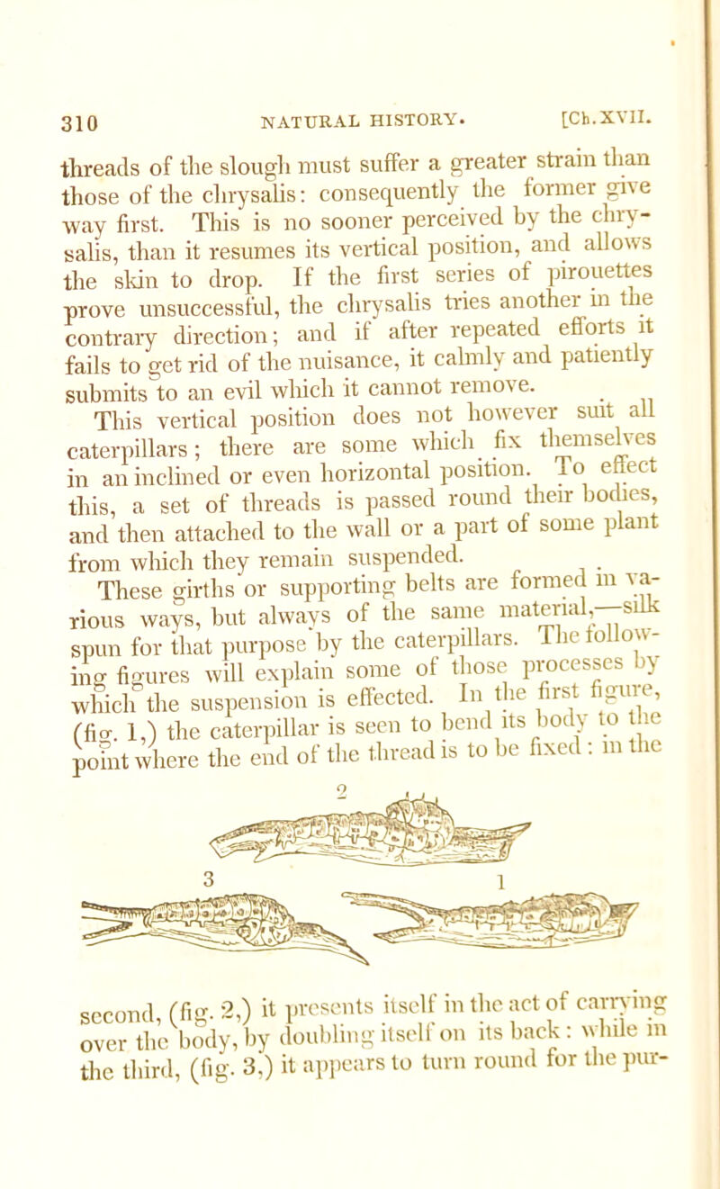threads of the slough must suffer a greater strain than those of the chrysalis: consequently the former give way first. This is no sooner perceived by the chry- salis, than it resumes its vertical position, and allous the skin to drop. If the first series of pirouettes prove unsuccessful, the chrysalis tries another in the contrary direction; and if after repeated efiorm it fails to get rid of the nuisance, it calmly and patiently submits to an evil which it cannot remo\ e. This vertical position does not however suit all caterpillars; there are some which fix tliemseh es in an inclined or even horizontal position. 1 o etlect this, a set of threads is passed round their bodies, and then attached to the wall or a part ol some plant from which they remain suspended. These girths or supporting belts are formed m va- rious ways, hut always of the same matei la s spun for that purpose by the caterpillars. The follow- ing figures will explain some ol those processes by which the suspension is effected. In the first figure, (fio-. 1,) the caterpillar is seen to bend its body to the point where the end of the thread is to he fixed: m the second (fig. 2,) it presents itself in the act of carrying over the body, by doubling itself on its back : while m the third, (fig. 3.) it appears to turn round for the pur-