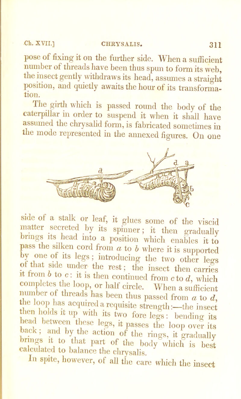 pose of fixing it on the further side. When a sufficient number of threads have been thus spun to form its web, the insect gently withdraws its head, assumes a straight Position, and quietly awaits the hour of its transforma- tion. The girth which is passed round the body of the caterpillar in order to suspend it when it shall have assumed the chrysalid form, is fabricated sometimes in the mode represented in the annexed figures. On one side of a stalk or leaf, it glues some of the viscid matter secreted by its spinner; it then gradually bungs its head into a position which enables it to pass the silken cord from a to b where it is supported by one of its legs ; introducing the two other legs oi that side under the rest; the insect then carries it from b to c; it is then continued from c to d, which completes the loop or half circle. When a sufficient number of threads has been thus passed from a to d, the loop has acquired a requisite strengththe insect hen holds it up with its two fore legs: bending its head between these legs, it passes the loop over its ,m< ’ aiK by the act'on of the rings, it gradually n mgs it to that part of the body which is best calculated to balance the chrysalis. In spite, however, of all the care which the insect