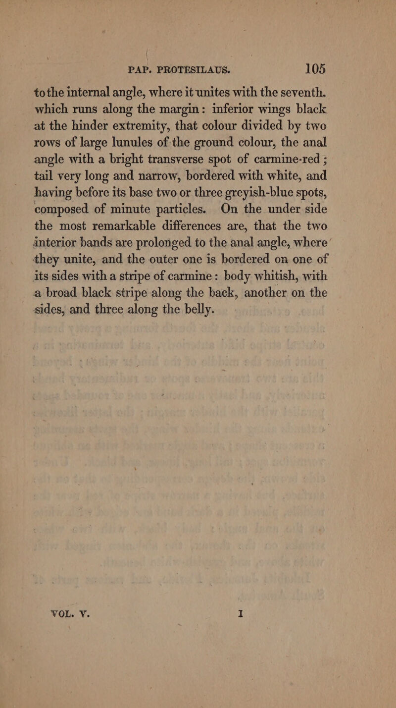 tothe internal angle, where it unites with the seventh. which runs along the margin: inferior wings black at the hinder extremity, that colour divided by two rows of large lunules of the ground colour, the anal angle with a bright transverse spot of carmine-red ; tail very long and narrow, bordered with white, and having before its base two or three greyish-blue spots, composed of minute particles. On the under side the most remarkable differences are, that the two anterior bands are prolonged to the anal angle, where they unite, and the outer one is bordered on one of its sides with a stripe of carmine: body whitish, with a broad black stripe along the back, another on the sides, and three along the belly. VOL. V. I