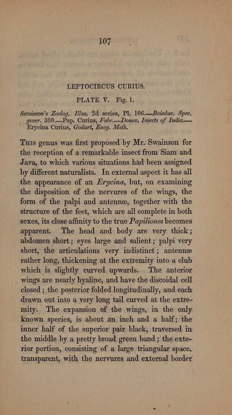 LEPTOCIRCUS CURIUS. PLATE V. Fig. 1. Swainson’s Zoolog. Illus. 2d series, Pl. 106.—Boisduv. Spec. gener. 380,—Pap. Curius, Fabr.—Donov. Insects of India.— - Erycina Curius, Godart, Ency. Meth. THis genus was first proposed by Mr. Swainson for the reception of a remarkable insect from Siam and Java, to which various situations had been assigned by different naturalists. In external aspect it has all the appearance of an Erycina, but, on examining the disposition of the nervures of the wings, the form of the palpi and antennz, together with the structure of the feet, which are all complete in both sexes, its close affinity to the true Papiliones becomes apparent. The head and body are very thick; abdomen short; eyes large and salient; palpi very short, the articulations very indistinct ; antennz rather long, thickening at the extremity into a club which is slightly curved. upwards... The anterior wings are nearly hyaline, and have the discoidal cell closed ; the posterior folded longitudinally, and each drawn. out into a very long tail curved at the extre- mity. The expansion of the wings, in the only known species, is about an inch and a half; the inner half of the superior pair black, traversed im the middle by a pretty broad green band ; the exte- rior portion, consisting of a large triangular space, transparent, with the nervures and external border