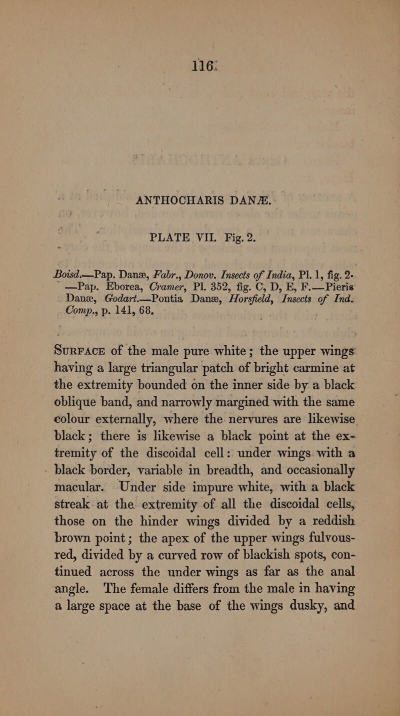 116: ANTHOCHARIS DANE. PLATE VII. Fig. 2. Boisd.—Pap. Danze, Fabr., Donov. Insects of India, Pl. 1, fig. 2- —Pap. Eborea, Cramer, Pl. 352, fig. C, D, E, F.—Pieris Dane, Godart.—Pontia Dane, Horsfield, Insects of Ind. Comp., p. 141, 68, SuRFACcE of the male pure white; the upper wings: having a large triangular patch of bright carmine at the extremity bounded on the inner side by a black oblique band, and narrowly margined with the same colour externally, where the nervures are likewise black; there is likewise a black point at the ex- tremity of the discoidal cell: under wings with a - black border, variable in breadth, and occasionally macular. Under side impure white, with a black streak at the extremity of all the discoidal cells, those on the hinder wings divided by a reddish brown point; the apex of the upper wings fulvous- red, divided by a curved row of blackish spots, con- tinued across the under wings as far as the anal angle. The female differs from the male in having a large space at the base of the wings dusky, and