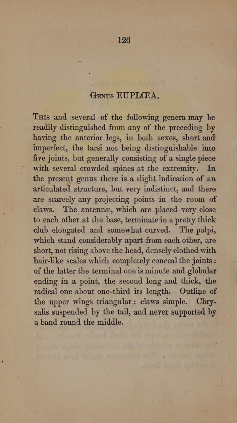 Genus EUPLCZA, Tus and several of the following genera may be readily distinguished from any of the preceding by having the anterior legs, in both sexes, short and imperfect, the tarsi not being distinguishable into five joints, but generally consisting of a single piece with several crowded spines at the extremity. In the present genus there is a slight indication of an articulated structure, but very indistinct, and there are scarcely any projecting points in the room of claws. The antenna, which are placed very close to each other at the base, terminate in a pretty thick club elongated and somewhat curved. The palpi, which stand considerably apart from each other, are short, not rising above the head, densely clothed with hair-like scales which completely conceal the joints : of the latter the terminal one is minute and globular ending in a point, the second long and thick, the radical one about one-third its length: Outline of the upper wings triangular: claws simple. Chry- salis suspended by the tail, and never supported by a band round the middle.