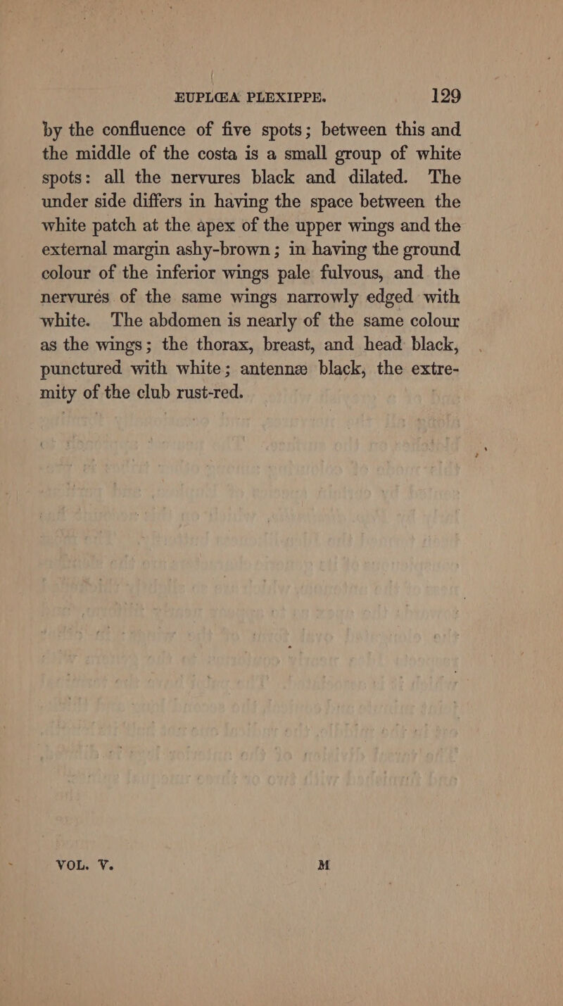 by the confluence of five spots; between this and the middle of the costa is a small group of white spots: all the nervures black and dilated. The under side differs in having the space between the white patch at the apex of the upper wings and the external margin ashy-brown ; in having the ground colour of the inferior wings pale fulvous, and the nervures of the same wings narrowly edged with white. The abdomen is nearly of the same colour as the wings; the thorax, breast, and head black, punctured with white; antenne black, the extre- mity of the club rust-red. | VOL. V. M