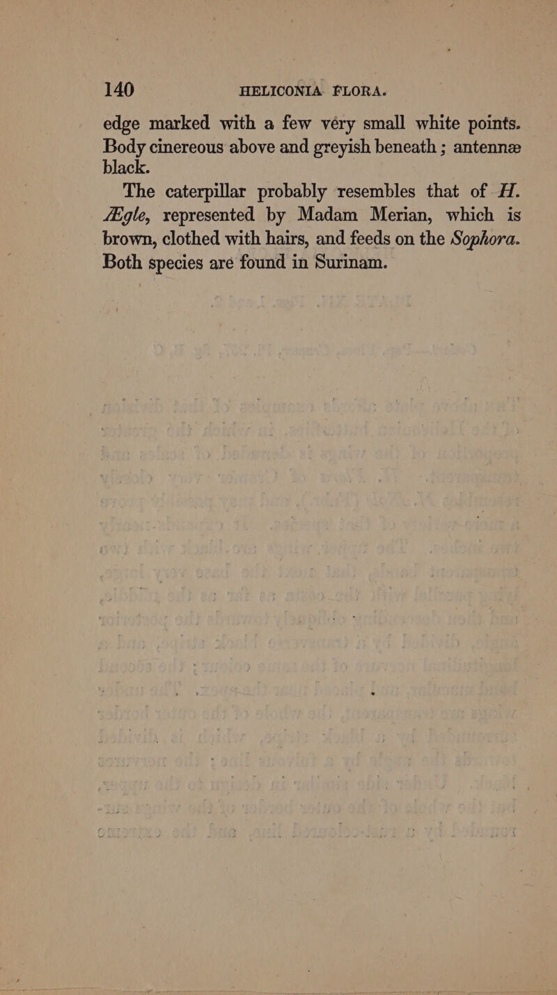 edge marked with a few very small white points. Body cinereous above and greyish beneath ; antennze black. The caterpillar probably resembles that of H. fEgle, represented by Madam Merian, which is brown, clothed with hairs, and feeds on the Sophora. Both species are found in Surinam.