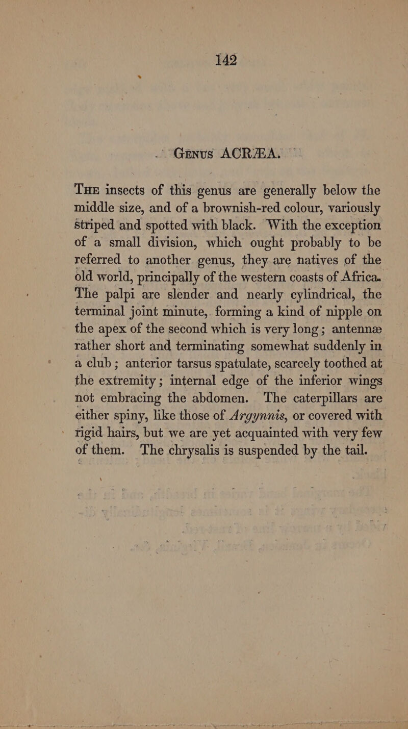 . Genus ACRZA, © Tue insects of this genus are generally below the middle size, and of a brownish-red colour, variously striped and spotted with black. With the exception of a small division, which ought probably to be referred to another genus, they are natives of the old world, principally of the western coasts of Africa. The palpi are slender and nearly cylindrical, the terminal joint minute, forming a kind of nipple on the apex of the second which is very long; antennz rather short and terminating somewhat suddenly in a club; anterior tarsus spatulate, scarcely toothed at the extremity ; internal edge of the inferior wings not embracing the abdomen. The caterpillars are either spiny, like those of Argynnis, or covered with ' rigid hairs, but we are yet acquainted with very few of them. The chrysalis is suspended by the tail.