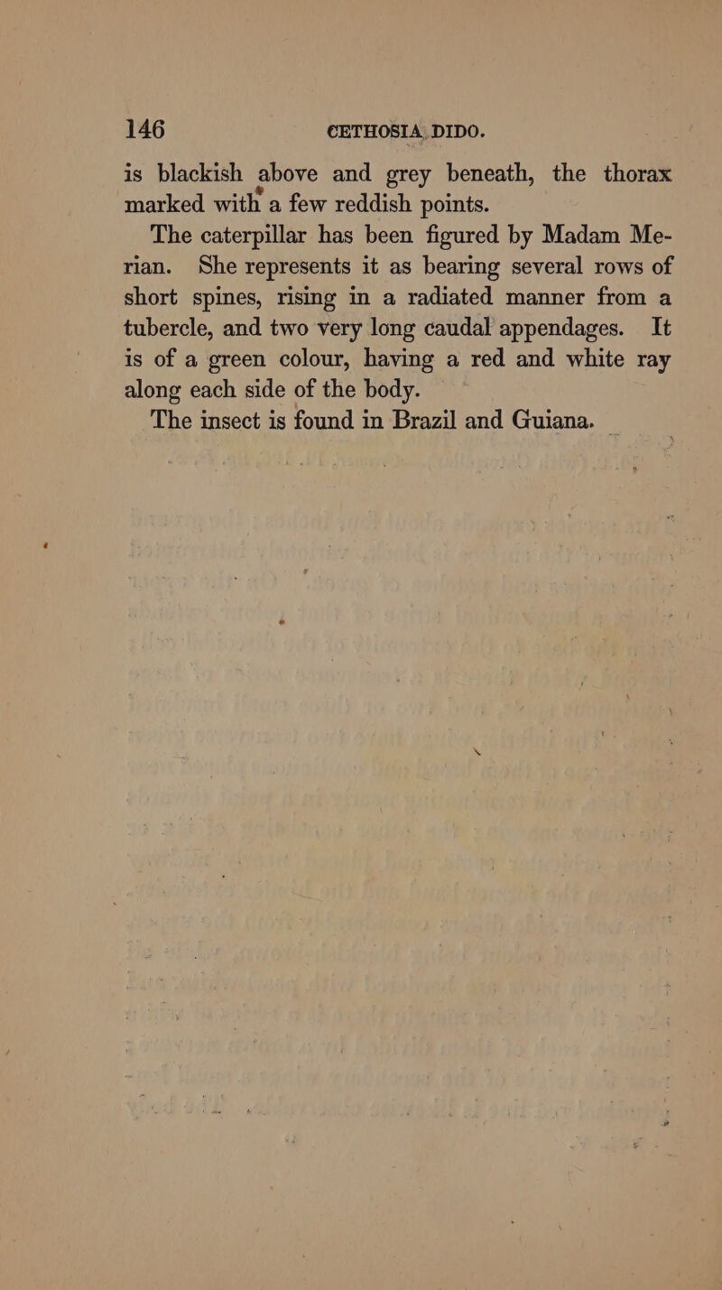 is blackish above and grey beneath, the thorax marked with a few reddish points. The caterpillar has been figured by Madam Me- rian. She represents it as bearing several rows of short spines, rising in a radiated manner from a tubercle, and two very long caudal appendages. It is of a green colour, having a red and white ray along each side of the body. The insect is found in Brazil and Guiana.