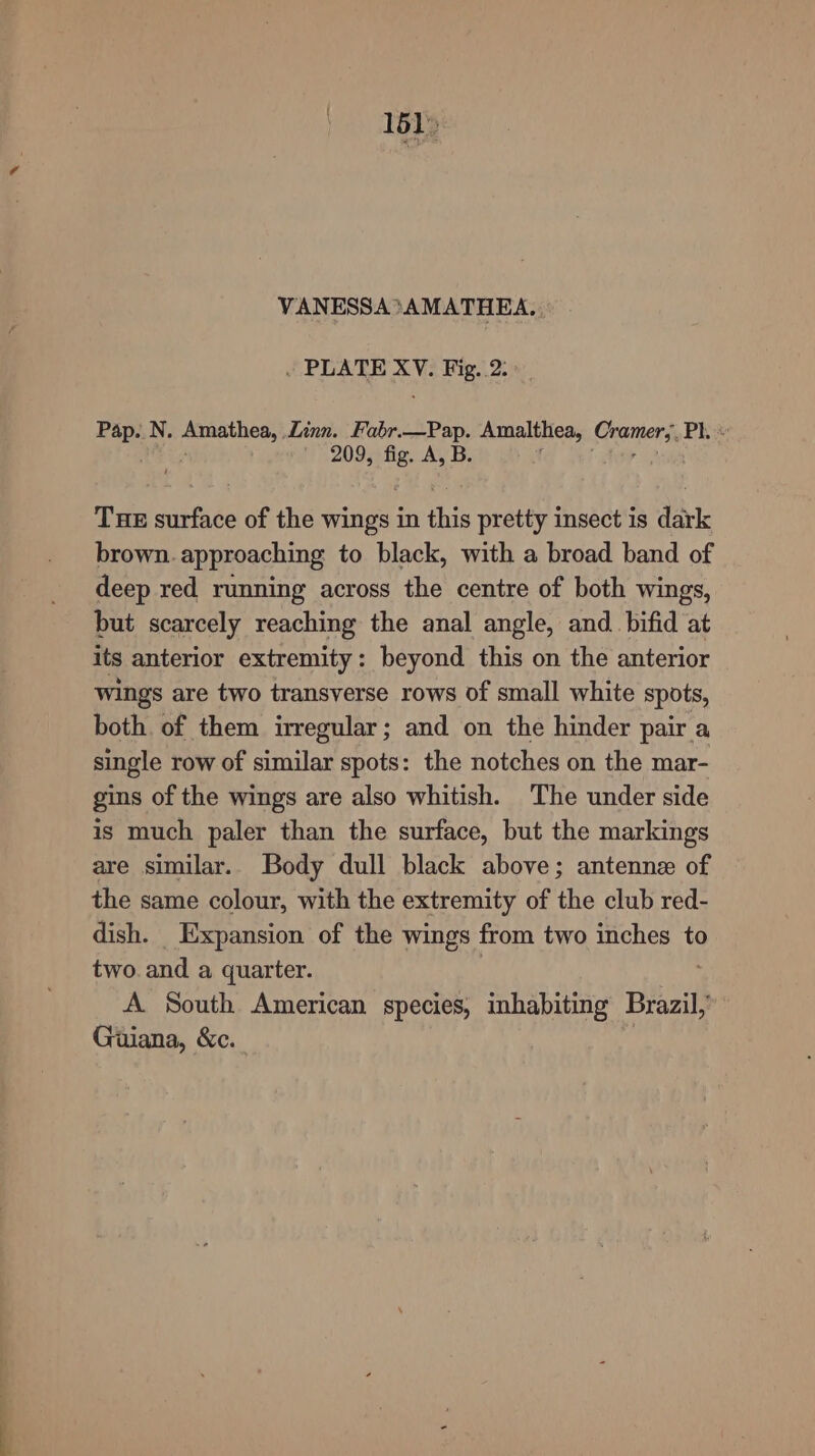 151» VANESSA*AMATHEA, . PLATE XV. Fig. 2: ns: N. Amathea, Linn. Fabr.—Pap. Amalthea, Coamers Pk x 209, fig. A, B. Tue surface of the wings a He pretty insect is dark brown. approaching to black, with a broad band of deep red running across the centre of both wings, but scarcely reaching the anal angle, and. bifid at its anterior extremity: beyond this on the anterior wings are two transverse rows of small white spots, both. of them irregular; and on the hinder pair a single row of similar spots: the notches on the mar- gins of the wings are also whitish. The under side is much paler than the surface, but the markings are similar. Body dull black above; antenne of the same colour, with the extremity of the club red- dish. Expansion of the wings from two inches to two. and a quarter. A South American species, inhabiting Brazil; Gaiana, &amp;c.