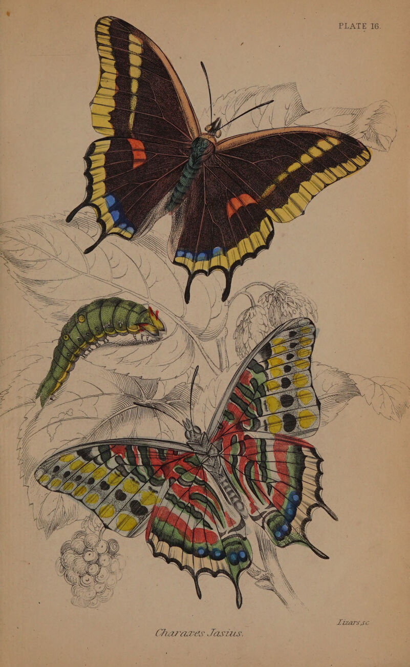 PLATE I6. Lizars.8C Charaxes SASULS,