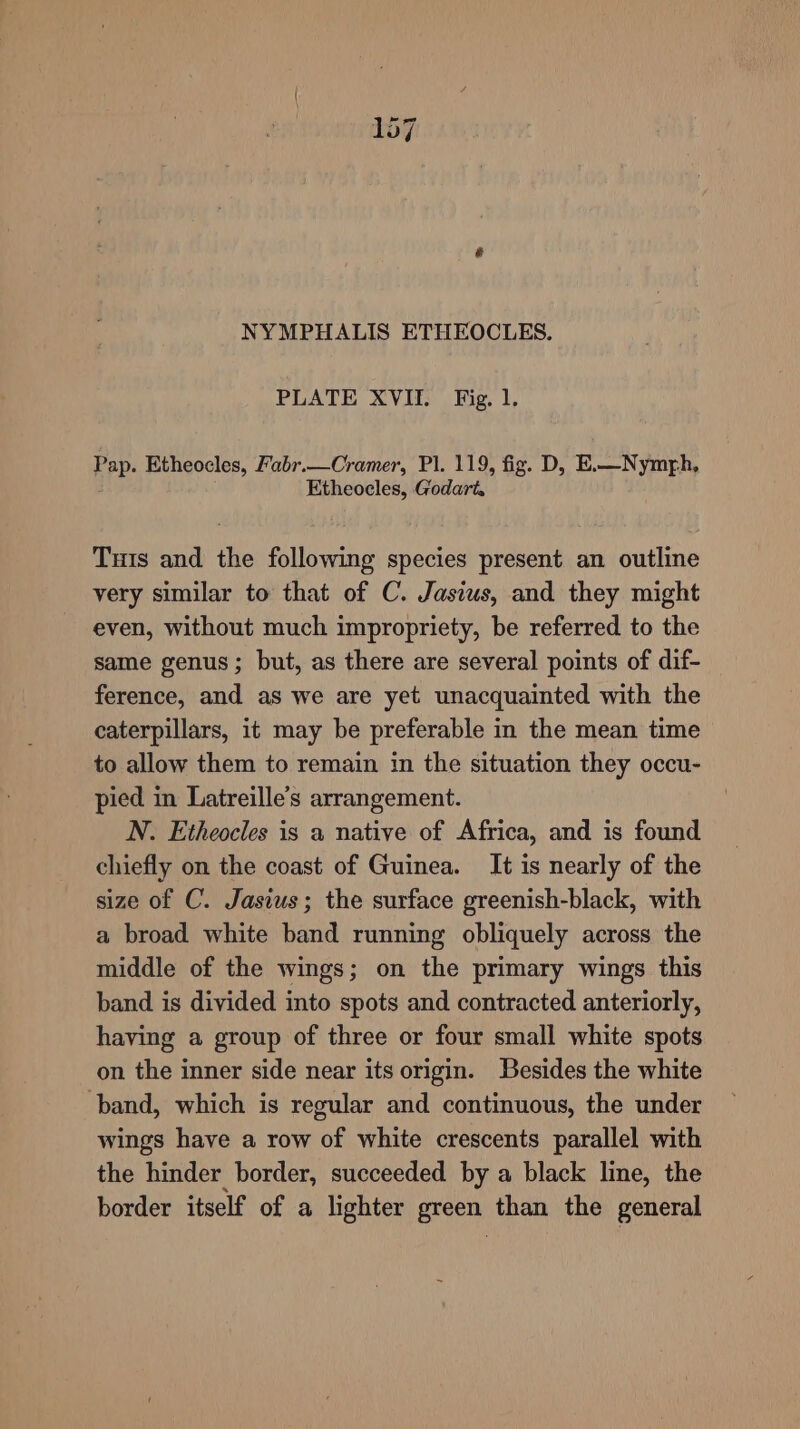 NYMPHALIS ETHEOCLES. PLATE XVII. Fig. 1. hPP- Etheocles, Fabr.—Cramer, Pl. 119, fig. D, E.—Nymrh, Etheocles, Godart. Tuts and the following species present an outline very similar to that of C. Jasius, and they might even, without much impropriety, be referred to the same genus; but, as there are several points of dif- ference, and as we are yet unacquainted with the caterpillars, it may be preferable in the mean time to allow them to remain in the situation they occu- pied in Latreille’s arrangement. N. Etheocles is a native of Africa, and is found chiefly on the coast of Guinea. It is nearly of the size of C. Jasius; the surface greenish-black, with a broad white band running obliquely across. the middle of the wings; on the primary wings this band is divided into spots and contracted anteriorly, having a group of three or four small white spots on the inner side near its origin. Besides the white band, which is regular and continuous, the under wings have a row of white crescents parallel with the hinder border, succeeded by a black line, the border itself of a lighter green than the general