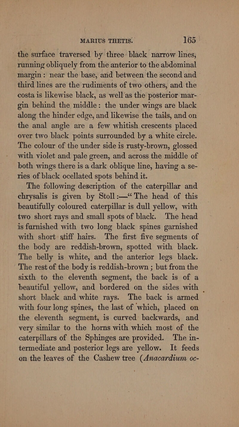 the surface traversed by three: black narrow lines, running obliquely from the anterior to the abdominal margin: near the base, and between the second and third lines are the rudiments of two others, and the costa is likewise black, as well'as the posterior mar- gin behind the middle: the under wings are black along the hinder edge, and likewise the tails, and on the anal angle are a few whitish crescents placed over two black points surrounded by a white circle. The colour of the under side is rusty-brown, glossed with violet and pale green, and across the middle of both wings there is a dark oblique line, having a se- ries of black ocellated spots behind it. The following description of the caterpillar and chrysalis is given by Stoll:—“ The head of this beautifully coloured caterpillar is dull yellow, with two short rays and small spots of black. The head is furnished with two long black spines garnished with short stiff hairs. The first five segments of the body are reddish-brown, spotted with black. The belly is white, and the anterior legs black. The rest of the body is reddish-brown ; but from the sixth to the eleventh segment, the back is of a beautiful yellow, and bordered on the sides with | short black and white rays. The back is armed with four long spines, the last of which, placed on the eleventh segment, is curved backwards, and very similar to the horns with which most of the caterpillars of the Sphinges are provided. The in- termediate and posterior legs are yellow. It feeds on the leaves of the Cashew tree (Anacardium oc-