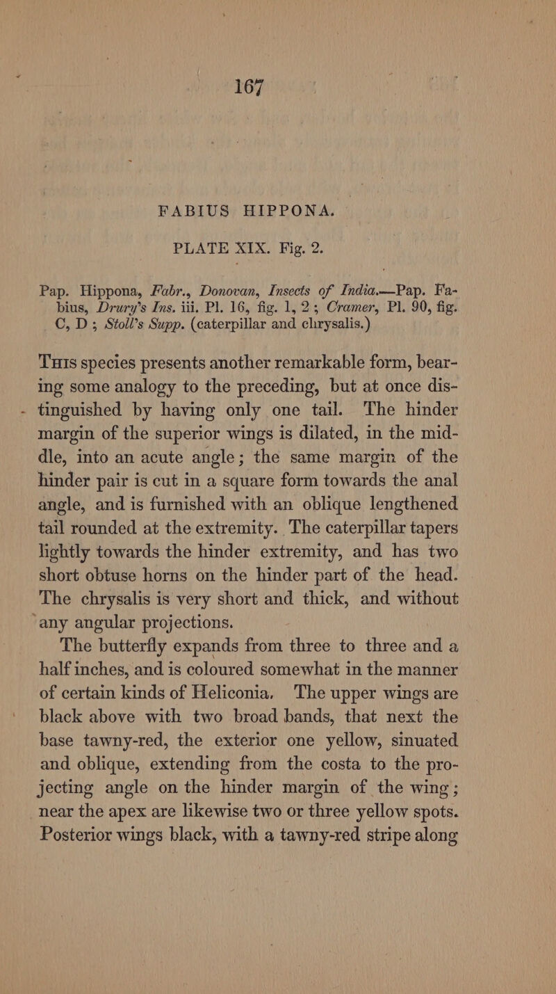 FABIUS HIPPONA. PLATE XIX. Fig. 2. Pap. Hippona, Fabr., Donovan, Insects of India.—Pap. Fa- bius, Drury’s Ins. iii. Pl. 16, fig. 1,23; Cramer, Pl. 90, fig. C, D; Stoil’s Supp. (caterpillar and chrysalis.) Tuts species presents another remarkable form, bear- ing some analogy to the preceding, but at once dis- tinguished by having only one tail. The hinder margin of the superior wings is dilated, in the mid- dle, into an acute angle; the same margin of the hinder pair is cut in a square form towards the anal angle, and is furnished with an oblique lengthened tail rounded at the extremity. The caterpillar tapers lightly towards the hinder extremity, and has two short obtuse horns on the hinder part of the head. The chrysalis is very short and thick, and without The butterfly expands from three to three and a half inches, and is coloured somewhat in the manner of certain kinds of Heliconia. The upper wings are black above with two broad bands, that next the base tawny-red, the exterior one yellow, sinuated and oblique, extending from the costa to the pro- jecting angle on the hinder margin of the wing ; near the apex are likewise two or three yellow spots. Posterior wings black, with a tawny-red stripe along