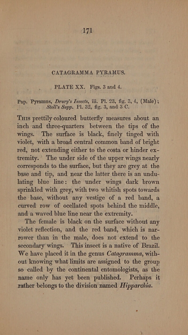 G CATAGRAMMA PYRAMUS. PLATE XX. Figs. 3 and 4. Pap. Pyramus, Drury’s Insects, iii. Pl. 23, fig. 3, 4, (Male) ; Stoll’s Supp. Pl. 32, fig. 3, and 30. Tuts prettily coloured butterfly measures about an inch and three-quarters between the tips of the wings. The surface is black, finely tinged with violet, with a broad central common band of bright red, not extending either to the costa or hinder ex- tremity. The under side of the upper wings nearly corresponds to the surface, but they are grey at the base and tip, and near the latter there is an undu- lating blue line: the under wings dark brown sprinkled with grey, with two whitish spots towards the base, without any vestige of a red band, a curved row of ocellated spots behind the middle, and a waved blue line near the extremity. The female is black on the surface without any violet reflection, and the red band, which is nar- rower than in the male, does not extend to the secondary wings. ‘This insect is a native of Brazil. We have placed it in the genus Catagramma, with- out knowing what limits are assigned to the group so called by the continental entomologists, as the - name only has yet been published. Perhaps it rather belongs to the division named Hipparchia.