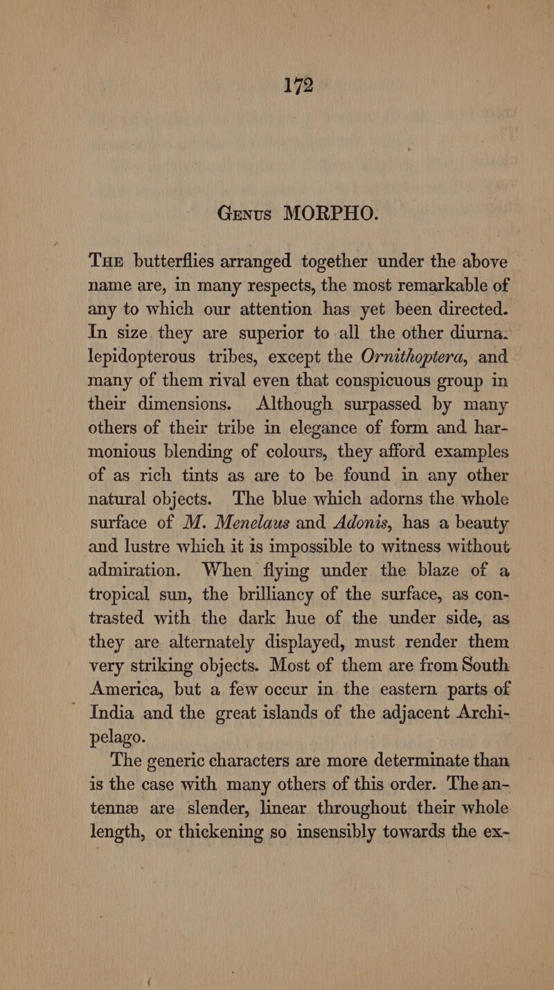 Genus MORPHO. Tue butterflies arranged together under the above name are, in many respects, the most remarkable of any to which our attention has yet been directed. In size they are superior to all the other diurna. lepidopterous tribes, except the Ornithopiera, and many of them rival even that conspicuous group in their dimensions. Although surpassed by many others of their tribe in elegance of form and har- monious blending of colours, they afford examples of as rich tints as are to be found in any other natural objects. The blue which adorns the whole surface of M. Menelaus and Adonis, has a beauty and lustre which it is impossible to witness without admiration. When flying under the blaze of a tropical sun, the brilliancy of the surface, as con- trasted with the dark hue of the under side, as they are alternately displayed, must render them very striking objects. Most of them are from South America, but a few occur in. the eastern parts of - India and the great islands of the adjacent Archi- pelago. The generic characters are more determinate than is the case with many others of this order. The an- tennz are slender, linear throughout their whole length, or thickening so insensibly towards the ex-
