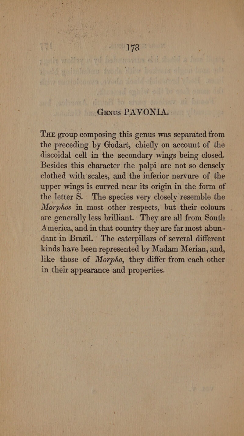 Genus PAVONIA. THE group composing this genus was separated from the preceding by Godart, chiefly on account of the discoidal cell in the secondary wings being closed. Besides this character the palpi are not so densely clothed with’scales, and the inferior nervure of the upper wings is curved near its origin in the form of the letter 8. The species very closely resemble the Morphos in most other respects, but their colours . are generally less brilliant. They are all from South America, and in that country they are far most abun- dant in Brazil. The caterpillars of several different kinds have been represented by Madam Merian, and, like those of Morpho, they differ from each other in their appearance and properties.