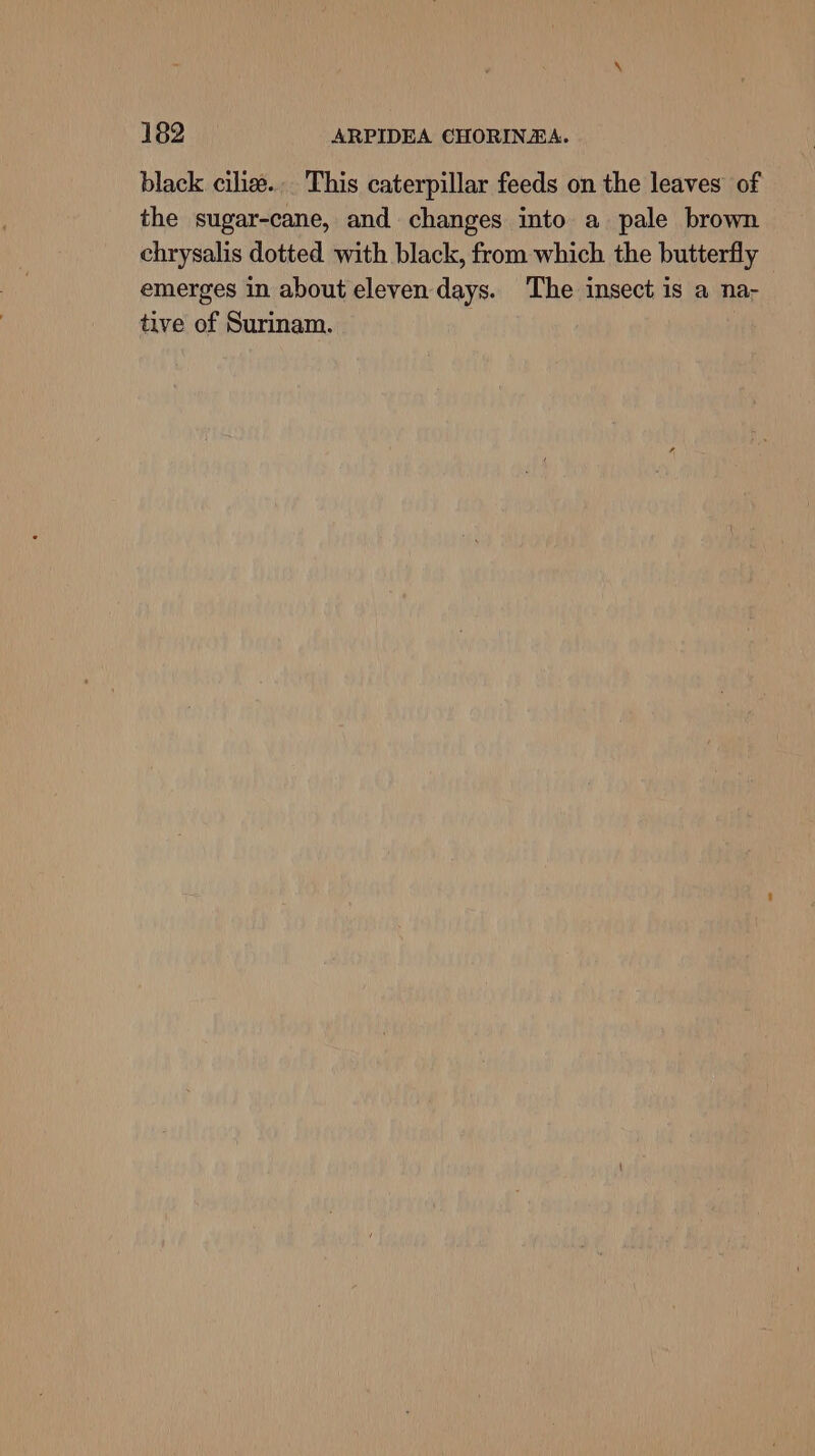 black ciliz.. This caterpillar feeds on the leaves of the sugar-cane, and changes into a pale brown chrysalis dotted with black, from which the butterfly emerges in about eleven days. The insect is a na- tive of Surinam.