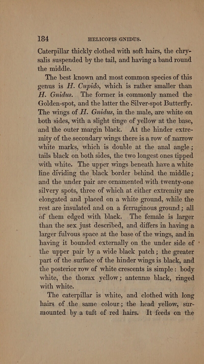 Caterpillar thickly clothed with soft hairs, the chry- salis suspended by the tail, and having a band round the middle. The best known and most common species of this genus is H. Cupido, which is rather smaller than H. Gnidus. The former is commonly named the Golden-spot, and the latter the Silver-spot Butterfly. The wings of H. Gnidus, in the male, are white on both sides, with a slight tinge of yellow at the base, and the outer margin black. At the hinder extre- mity of the secondary wings there is a row of narrow white marks, which is double at the anal angle ; tails black on both sides, the two longest ones tipped with white. The upper wings beneath have a white line dividing the black border behind the middle ; and the under pair are ornamented with twenty-one silvery spots, three of which at either extremity are elongated and placed on a white ground, while the rest are insulated and on a ferruginous ground ; all of them edged with black. The female is larger than the sex just described, and differs in having a larger fulvous space at the base of the wings, and in having it bounded externally on the under side of the upper pair by a wide black patch; the greater part of the surface of the hinder wings is black, and the posterior row of white crescents is simple: body white, the thorax yellow; antennz black, ringed with white. hairs of the same colour; the head yellow, sur- mounted by a tuft of red hairs. It feeds on the