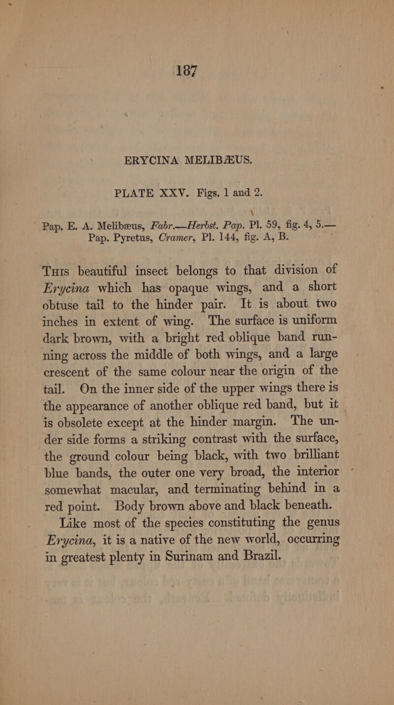 ERYCINA MELIBAUS. PLATE XXV. Figs. 1 and 2. \ Pap. E. A. Melibeus, Fabr.—Herbst. Pap. Pl. 59, fig. 4, 5.— Pap. Pyretus, Cramer, Pl. 144, fig. A, B. Tus beautiful insect belongs to that division of Erycina which has opaque wings, and a short obtuse tail to the hinder pair. It is about two inches in extent of wing. The surface is uniform dark brown, with a bright red oblique band run- ning across the middle of both wings, and a large crescent of the same colour near the origin of the tail. On the inner side of the upper wings there 1s the appearance of another oblique red band, but it | is obsolete except at the hinder margin. The un- der side forms a striking contrast with the surface, the ground colour being black, with two brilliant blue bands, the outer one very broad, the interior somewhat macular, and terminating behind in a red point. Body brown above and black beneath. Like most of the species constituting the genus Erycina, it is a native of the new world, occurring in greatest plenty in Surinam and Brazil.