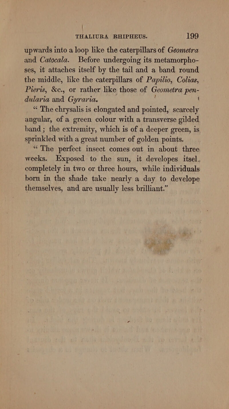 upwards into a loop like the caterpillars of Geometra and Catocala. Before undergoing its metamorpho- ses, it attaches itself by the tail and a band round the middle, like the caterpillars of Papilio, Colas, Preris, &amp;c., or rather like those of Geometra pen- dularia and Gyraria. ( “ The chrysalis is elongated and pointed, scarcely angular, of a green colour with a transverse gilded band ; the extremity, which is of a deeper green, is sprinkled with a great number of golden points. “The perfect insect comes out in about three weeks. Exposed to the sun, it developes itsel. completely in two or three hours, while individuals born in the shade take nearly a day to develope themselves, and are usually less brilliant.”