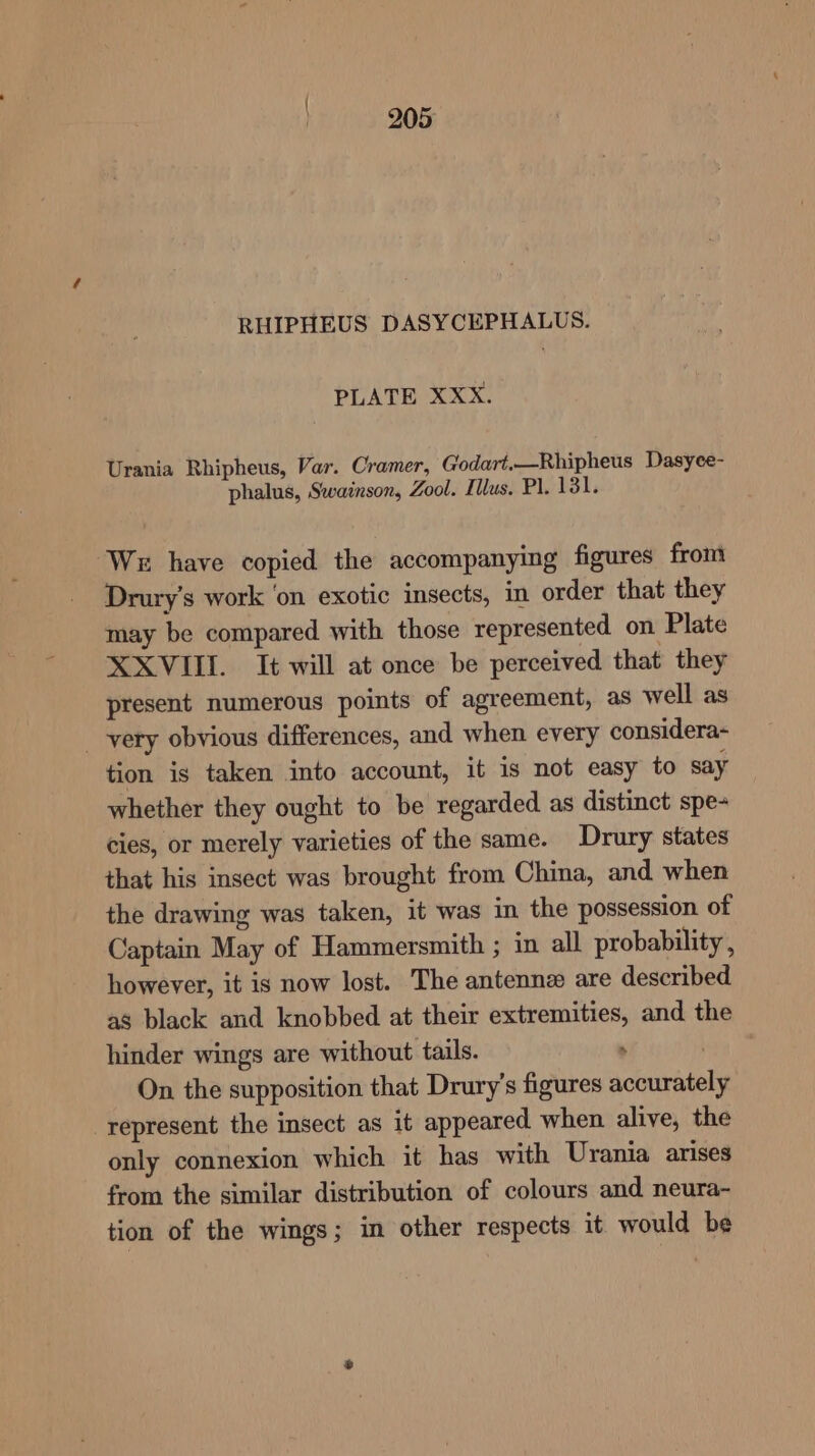 RHIPHEUS DASYCEPHALUS. PLATE XXX. Urania Rhipheus, Var. Cramer, Godart.—Rhipheus Dasyee- phalus, Swainson, Zool. Illus. Pl. 131. ‘We have copied the accompanying figures from Drury’s work ‘on exotic insects, in order that they may be compared with those represented on Plate XXVIII. It will at once be perceived that they present numerous points of agreement, as well as _-yery obvious differences, and when every considera- tion is taken into account, it is not easy to say whether they ought to be regarded as distinct spe- cies, or merely varieties of the same. Drury states that his insect was brought from China, and when the drawing was taken, it was in the possession of Captain May of Hammersmith ; in all probability , however, it is now lost. The antenne are described as black and knobbed at their extremities, and the hinder wings are without tails. . | On the supposition that Drury’s figures accurately represent the insect as it appeared when alive, the only connexion which it has with Urania arises from the similar distribution of colours and neura- tion of the wings; in other respects it. would be