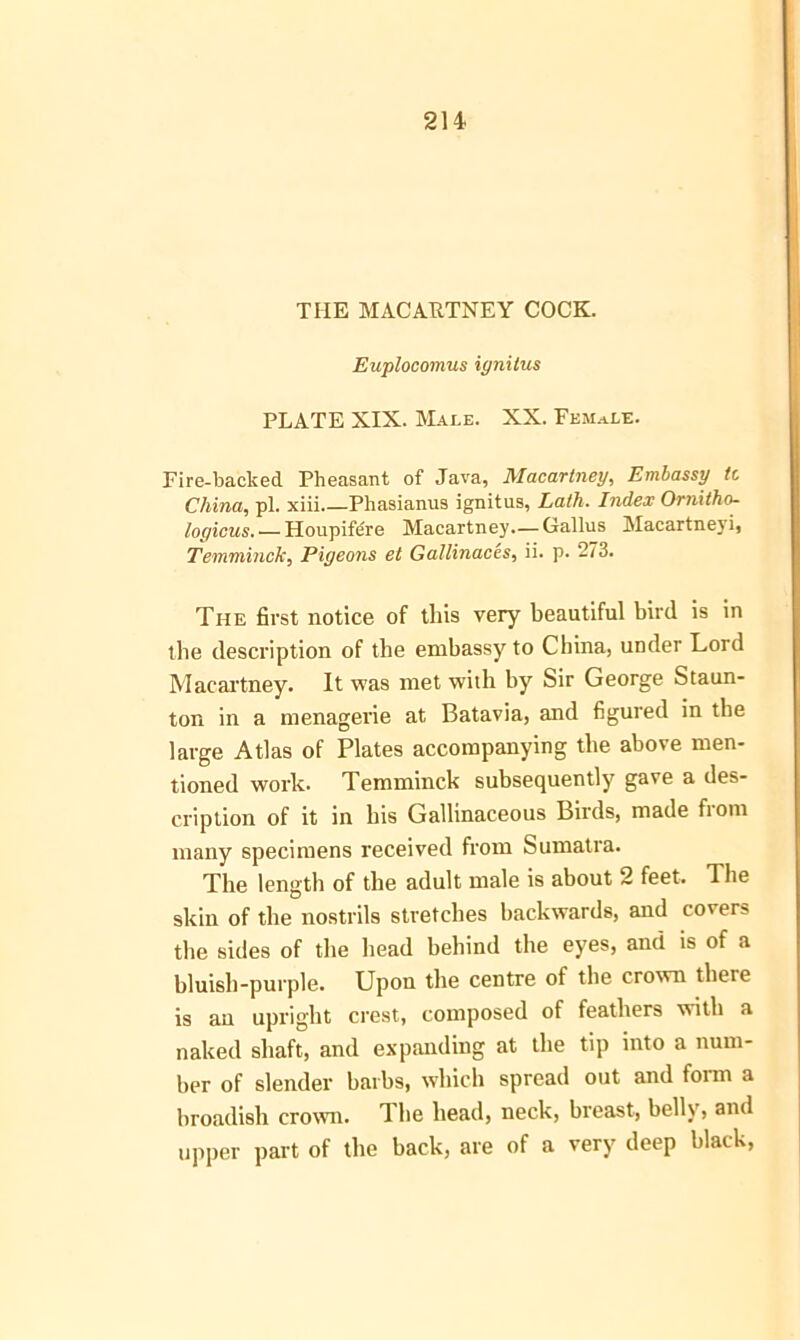 THE MACARTNEY COCK. Euplocomus ignitus PLATE XIX. Male. XX. Female. Fire-backed Pheasant of Java, Macartney, Embassy it China, pi. xiii Phasianus ignitus. Lath. Index Ornitho- logicus.’—Houpifere Macartney—Gallus Macartneyi, Temminck, Pigeons et Gallinaces, ii. p. 273. The first notice of this very beautiful bird is in the description of the embassy to China, under Lord Macartney. It was met with by Sir George Staun- ton in a menagerie at Batavia, and figured in the large Atlas of Plates accompanying the above men- tioned work. Temminck subsequently gave a des- cription of it in his Gallinaceous Birds, made fiom many specimens received from Sumatra. The length of the adult male is about 2 feet. The skin of the nostrils stretches backwards, and covers the sides of the head behind the eyes, and is of a bluish-purple. Upon the centre of the crown there is an upright crest, composed of feathers with a naked shaft, and expanding at the tip into a num- ber of slender barbs, which spread out and form a hroadish crown. The head, neck, breast, belly, and upper part of the back, are of a very deep black,