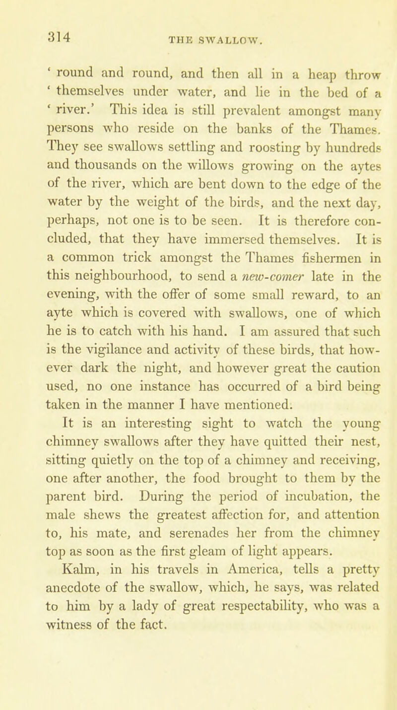 ‘ round and round, and then all in a heap throw ‘ themselves under water, and lie in the hed of a ‘ river.’ This idea is still prevalent amongst manv persons who reside on the banks of the Thames. They see swallows settling and roosting by hundreds and thousands on the willows growing on the aytes of the river, which are bent down to the edge of the water by the weight of the birds, and the next day, perhaps, not one is to be seen. It is therefore con- cluded, that they have immersed themselves. It is a common trick amongst the Thames fishermen in this neighbourhood, to send a new-comer late in the evening, with the offer of some small reward, to an ayte which is covered with swallows, one of which he is to catch with his hand. I am assured that such is the vigilance and activity of these birds, that how- ever dark the night, and however great the caution used, no one instance has occurred of a bird being taken in the manner I have mentioned. It is an interesting sight to watch the young chimney swallows after they have quitted their nest, sitting quietly on the top of a chimney and receiving, one after another, the food brought to them by the parent bird. During the period of incubation, the male shews the greatest affection for, and attention to, his mate, and serenades her from the chimney top as soon as the first gleam of light appears. Kalm, in his travels in America, teUs a pretty anecdote of the swallow, which, he says, was related to him by a lady of great respectability, who was a witness of the fact.