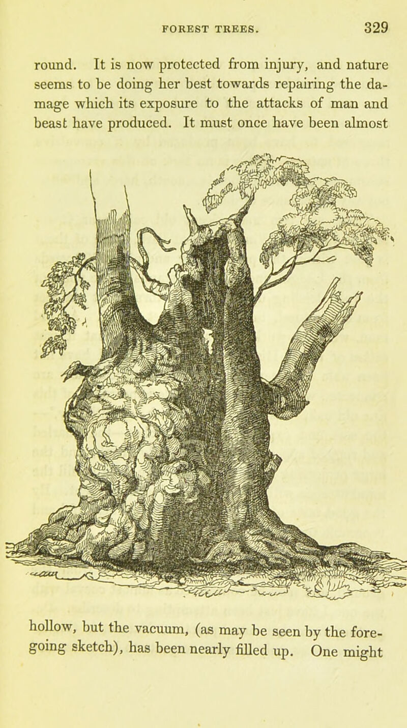 round. It is now protected from injury, and nature seems to be doing her best towards repairing the da- mage which its exposure to the attacks of man and beast have produced. It must once have been almost hollow, but the vacuum, (as may be seen by the fore- going sketch), has been nearly filled up. One might