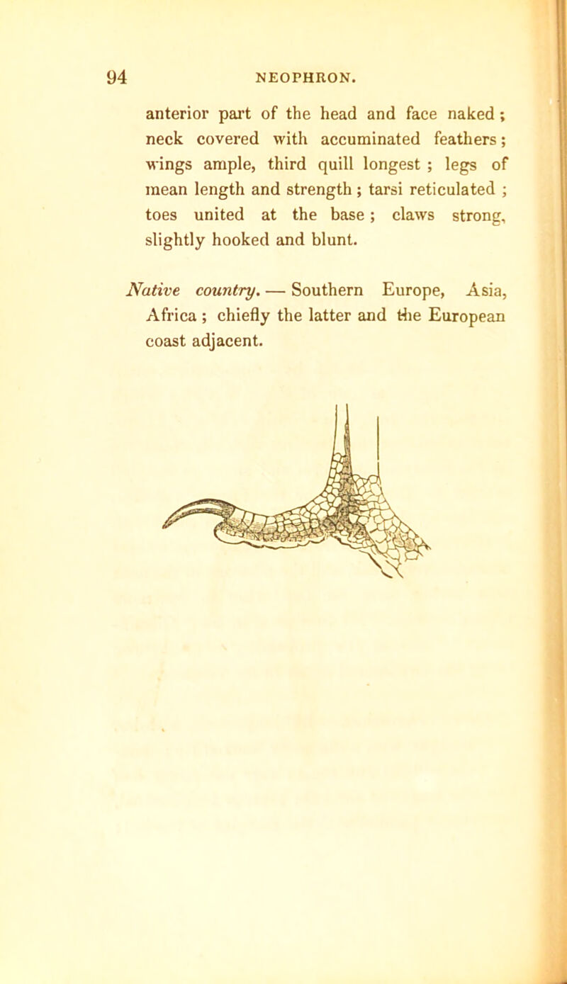 anterior part of the head and face naked; neck covered with accuminated feathers; wings ample, third quill longest ; legs of mean length and strength; tarsi reticulated ; toes united at the base; claws strong, slightly hooked and blunt. Native country. — Southern Europe, Asia, Africa ; chiefly the latter and the European coast adjacent.