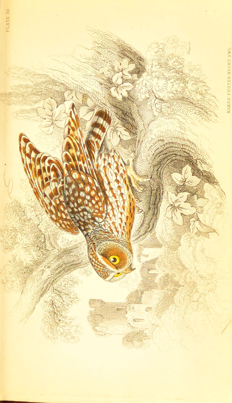 o NAKED FOOTED NIGHT OWL