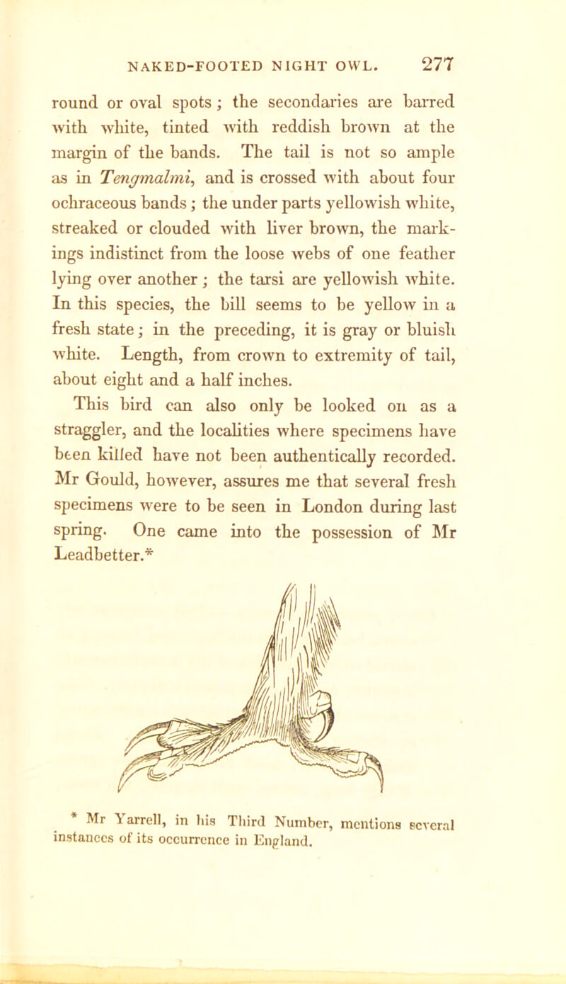 round or oval spots ; the secondaries are barred with wliite, tinted with reddish brown at the margin of the hands. The tail is not so ample as in Tengmalmi, and is crossed with about four ochraceous bands ; the under parts yellowish white, streaked or clouded with liver brown, the mark- ings indistinct from the loose webs of one feather lying over another ; the tarsi are yellowish white. In this species, the bill seems to he yellow in a fresh state; in the preceding, it is gray or bluish white. Length, from crown to extremity of tail, about eight and a half inches. This bird can also only he looked on as a straggler, and the localities where specimens have been killed have not been authentically recorded. Mr Gould, however, assures me that several fresh specimens were to he seen in London during last spring. One came into the possession of Mr Leadbetter.* * Mr \ arrell, in liis Third Number, mentions several instances of its occurrence in England.