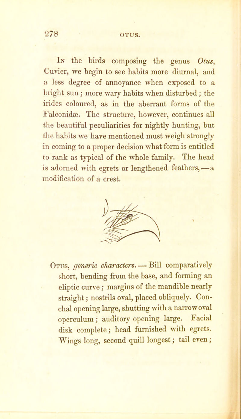 •279 In tlie birds composing the genus Otus, Cuvier, we begin to see habits more diurnal, and a less degree of annoyance when exposed to a bright sun; more wary habits when disturbed; the irides coloured, as in the aberrant forms of the Falconida3. The structure, however, continues all the beautiful peculiarities for nightly hunting, but the habits we have mentioned must weigh strongly in coming to a proper decision what form is entitled to rank as typical of the whole family. The head is adorned with egrets or lengthened feathers,—a modification of a crest. Otus, generic characters. — Bill comparatively short, bending from the base, and forming an eliptic curve; margins of the mandible nearly straight; nostrils oval, placed obliquely. Con- clial opening large, shutting with a narrow oval operculum ; auditory opening large. Facial disk complete; head furnished with egrets. Wings long, second quill longest; tail even ;
