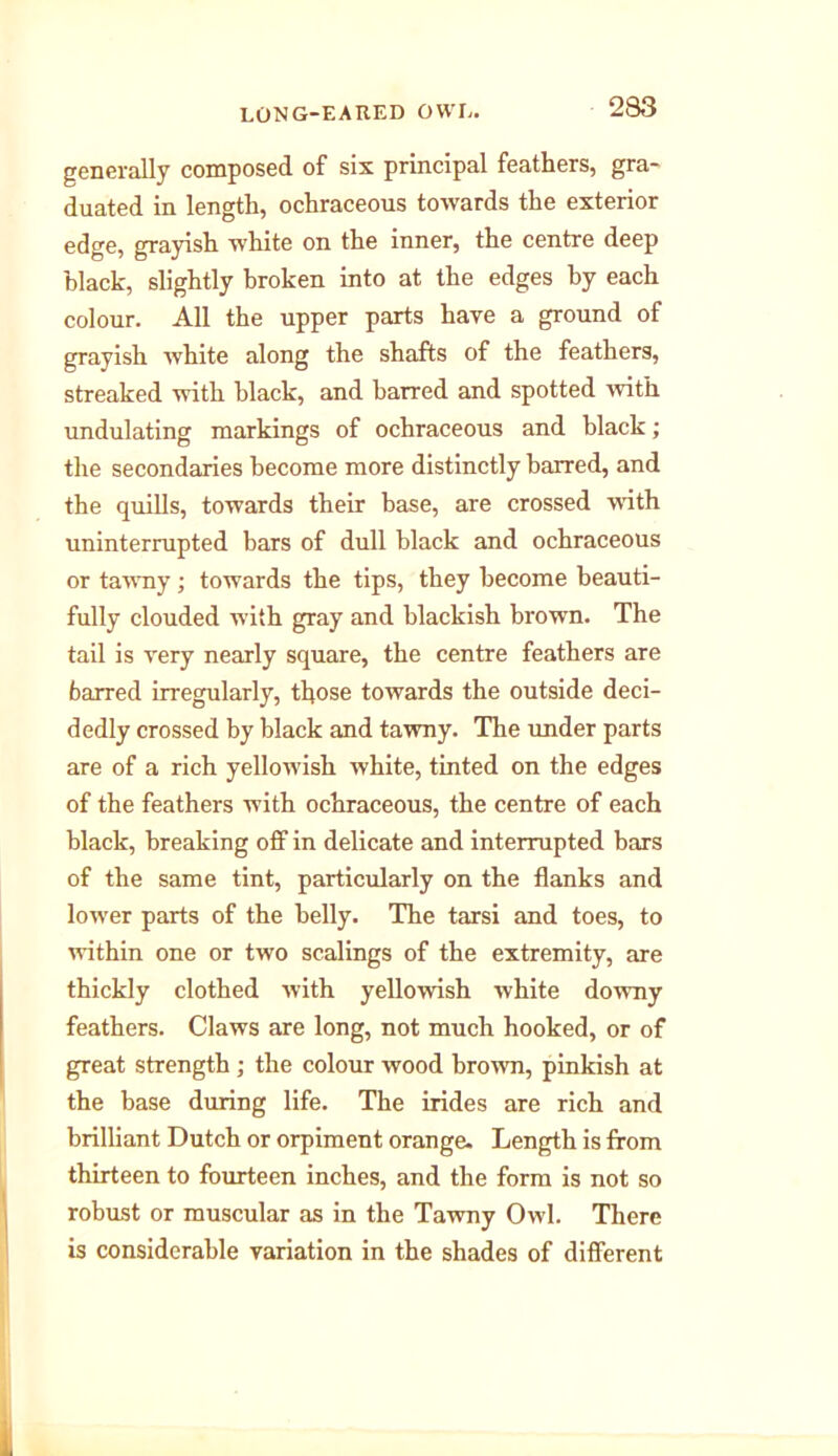 generally composed of six principal feathers, gra- duated in length, ochraceous towards the exterior edge, grayish white on the inner, the centre deep black, slightly broken into at the edges by each colour. All the upper parts have a ground of grayish white along the shafts of the feathers, streaked with black, and barred and spotted with undulating markings of ochraceous and black; the secondaries become more distinctly barred, and the quills, towards their base, are crossed with uninterrupted bars of dull black and ochraceous or tawny ; towards the tips, they become beauti- fully clouded with gray and blackish brown. The tail is very nearly square, the centre feathers are barred irregularly, those towards the outside deci- dedly crossed by black and tawny. The under parts are of a rich yellowish white, tinted on the edges of the feathers with ochraceous, the centre of each black, breaking off in delicate and interrupted bars of the same tint, particularly on the flanks and lower parts of the belly. The tarsi and toes, to within one or two scalings of the extremity, are thickly clothed with yellowish white downy feathers. Claws are long, not much hooked, or of great strength ; the colour wood brown, pinkish at the base during life. The irides are rich and brilliant Dutch or orpiment orange. Length is from thirteen to fourteen inches, and the form is not so robust or muscular as in the Tawny Owl. There is considerable variation in the shades of different